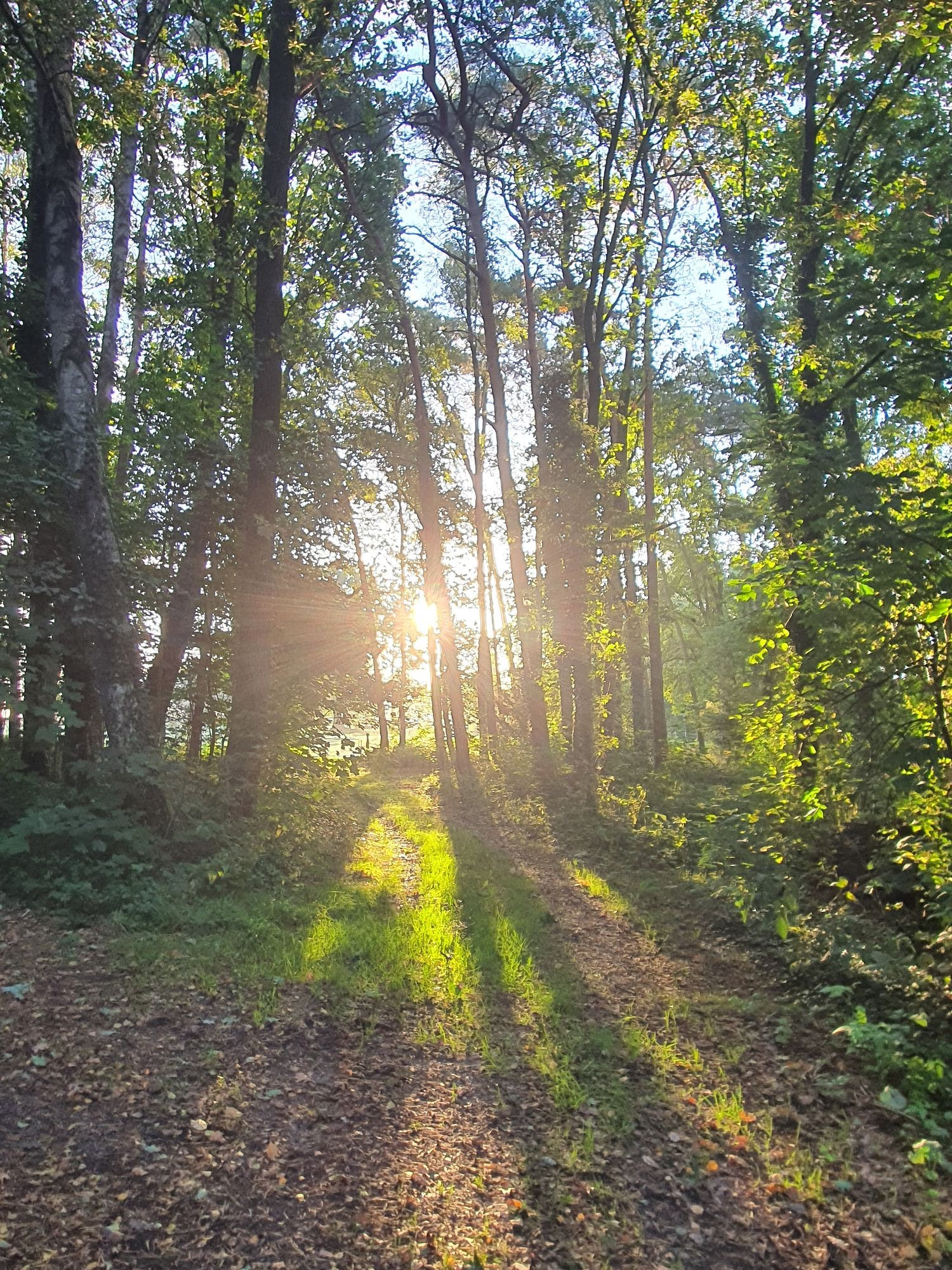 4 Fotos: Wald- und Weidelandschaft mit Sonne im Morgendunst