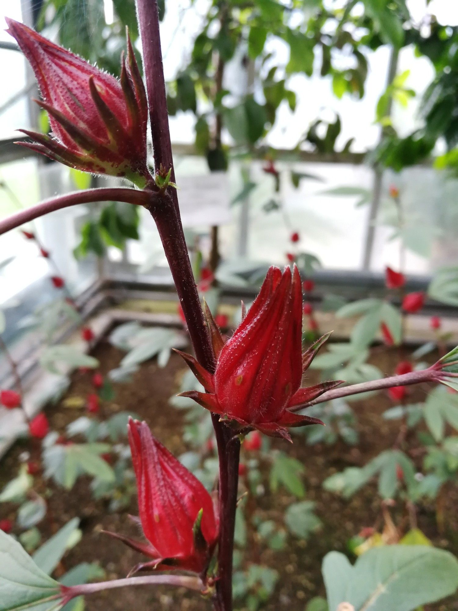 Geschlossene rote Blüten an einem rotbraunen Stängel, im Gewächshaus