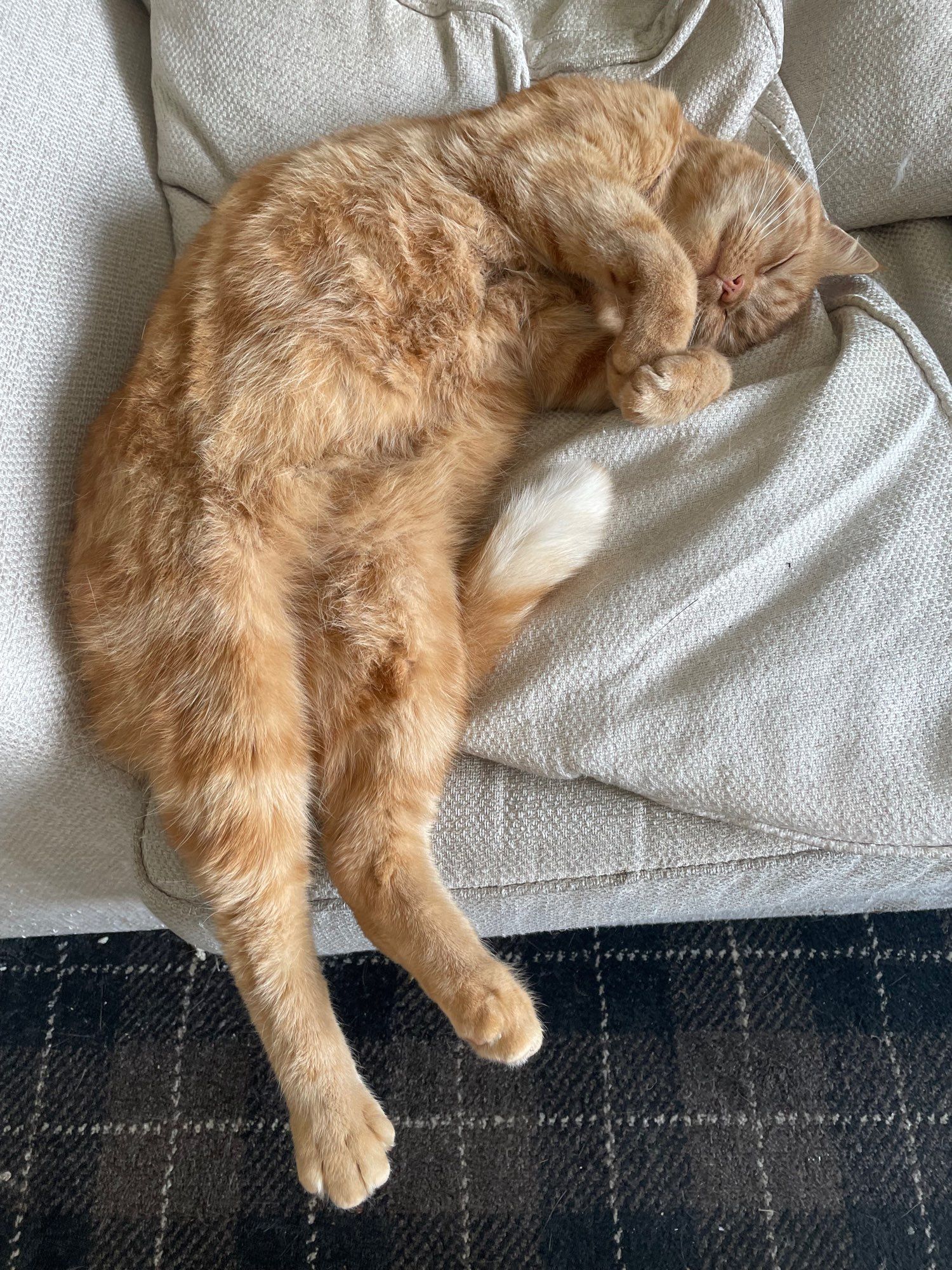 An unfeasibly large ginger tomcat drifts in sleep his feet dangling over the edge of the sofa and his front paws curled up like a praying mantis’