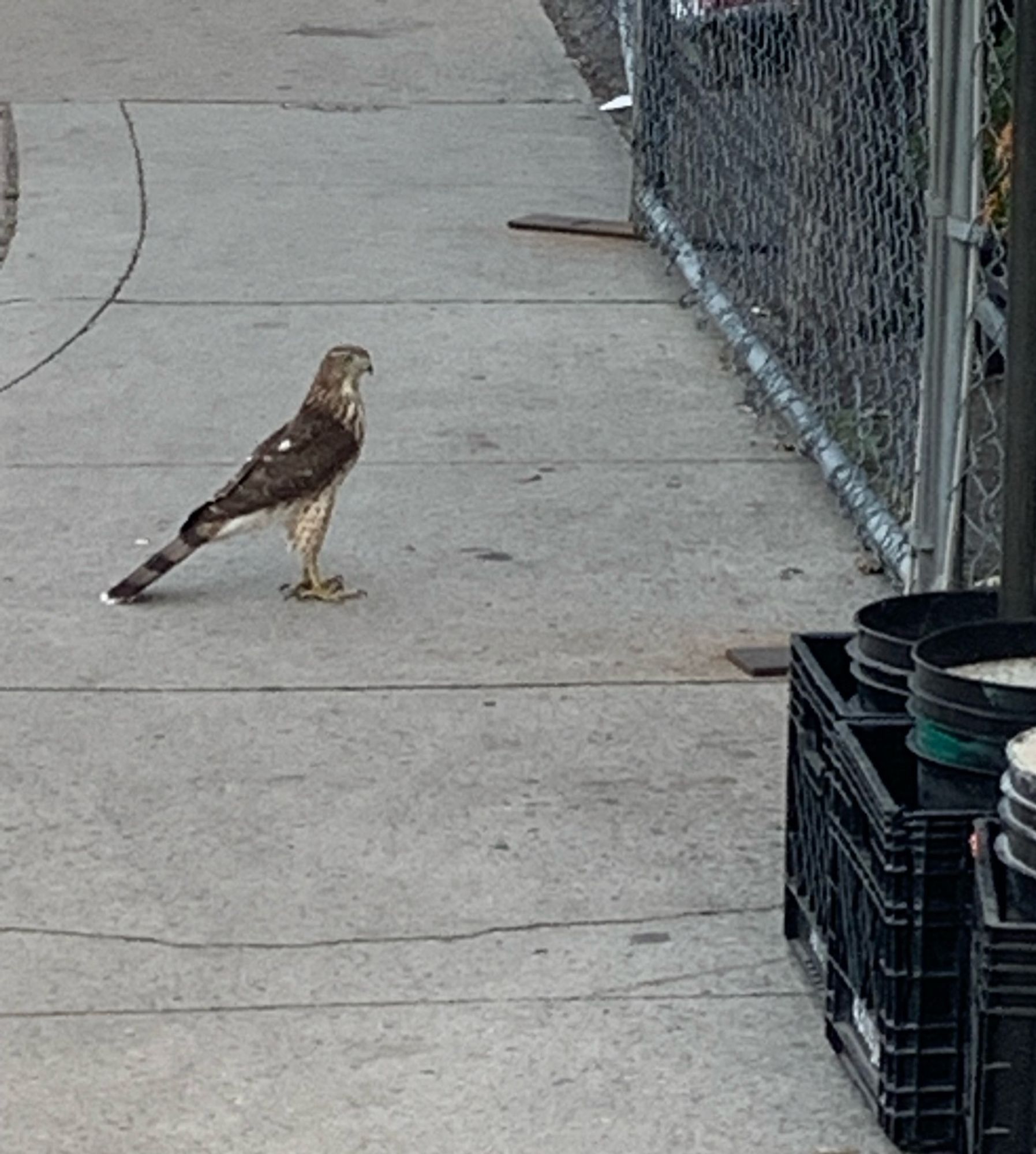 A hawk on the sidewalk! Standing on his hind legs!