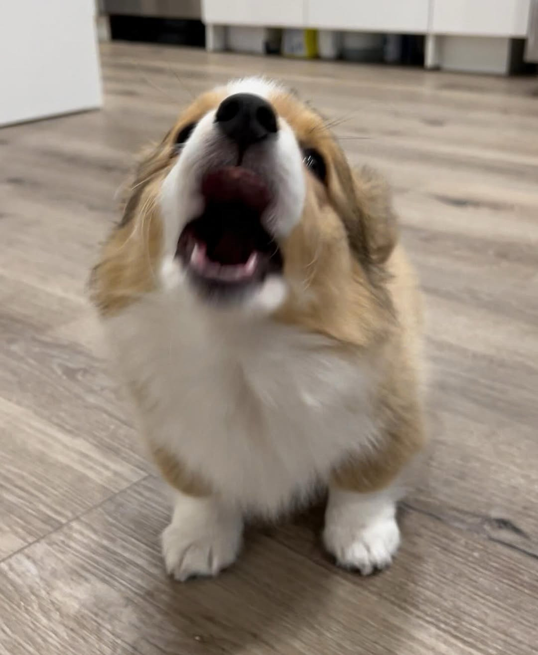 she escalated straight to bark. her head’s thrown back and two of the tiniest little shark teeth are poking out of her bottom gums. it’s really not the point right now, but we’re having a hard time ignoring her cute little white socks of fur and her fluffy toes.