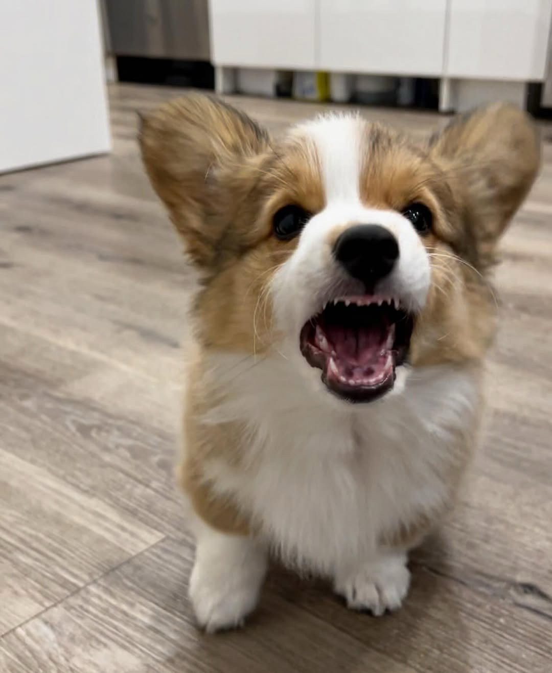 rollie has not finished borking yet, though she is mildly less blurry. both rows of hilariously tiny (and yet dangerously sharp) teeth are on display, and she’s actively barking with all the authority a tiny fluffball can muster.