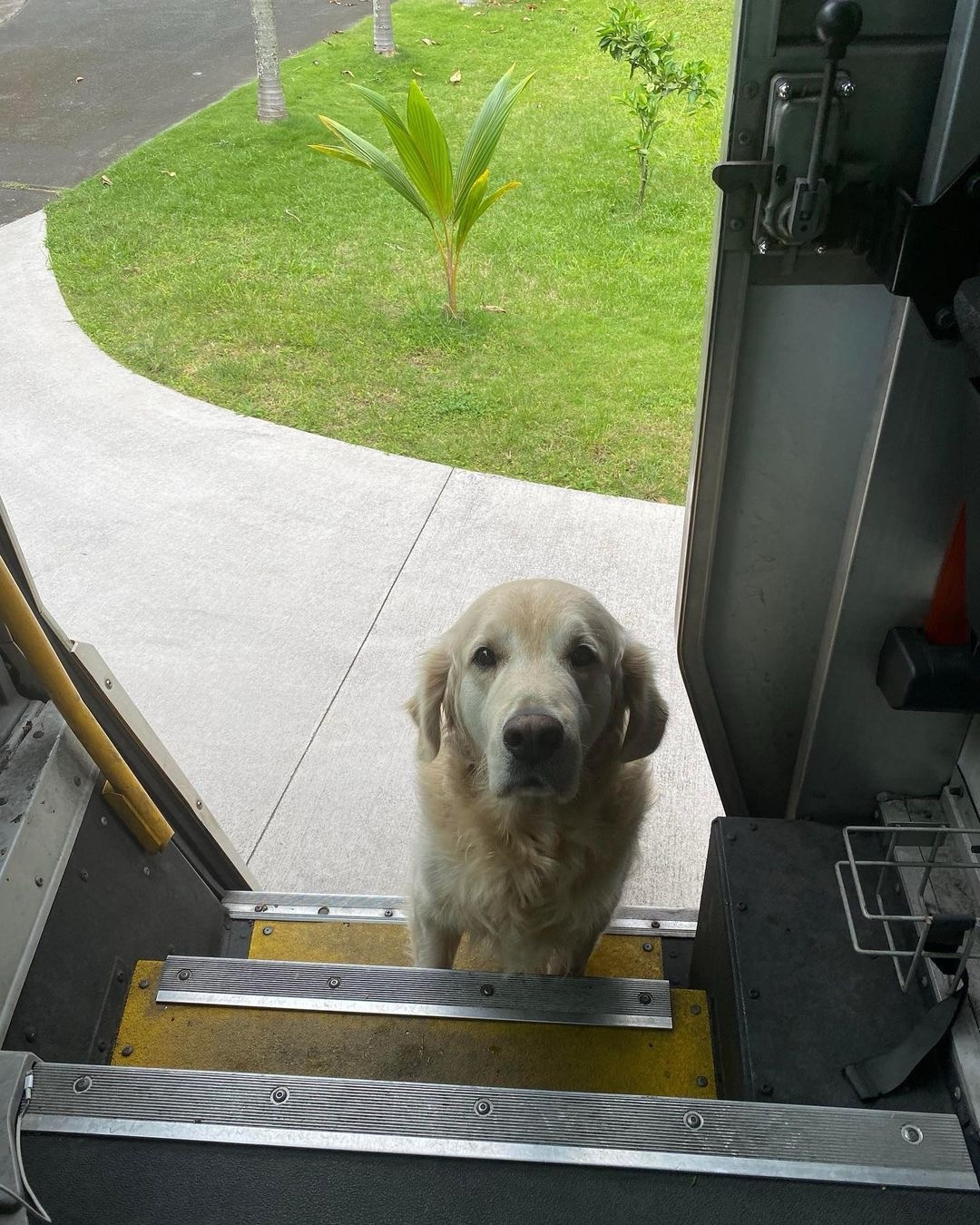 a blond golden retriever just outside a bus. the pic is from the driver’s perspective. his front paws are on the first step. he looks like he just asked the driver a question. 