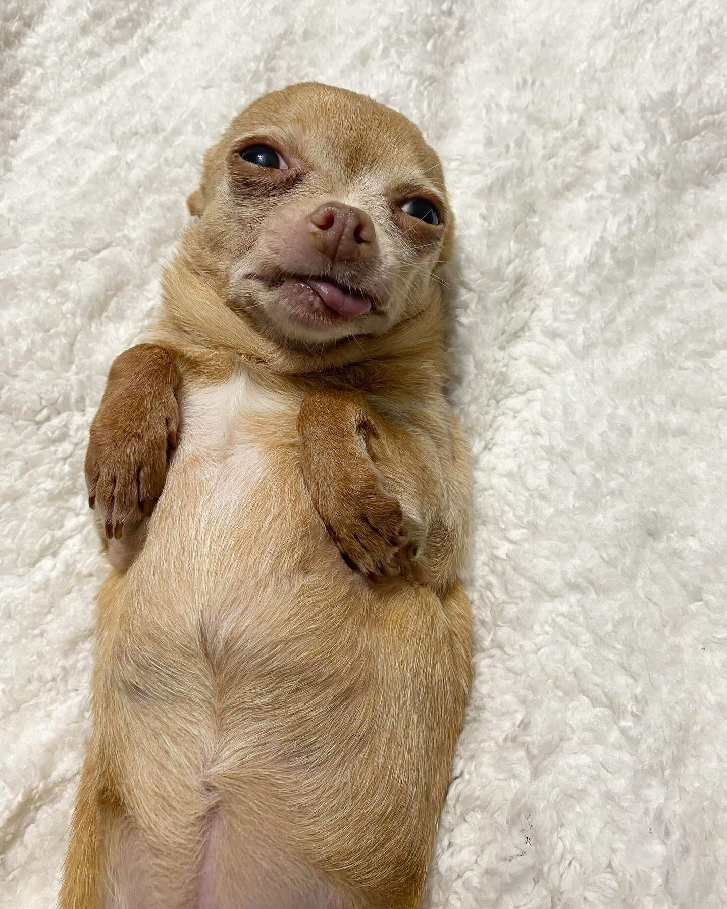 a long, light brown creature rests on her back. her eyes are drooping closed, her tongue sticks out a teeny bit, and she has no visible ears. her front paws (flippers?) are tucked up close to her body like a t-rex’s arms. the long noodle body has no other appendages within frame. (it's a chihuahua, or so we're told, but we would also have bought "potato" or "sea otter.")