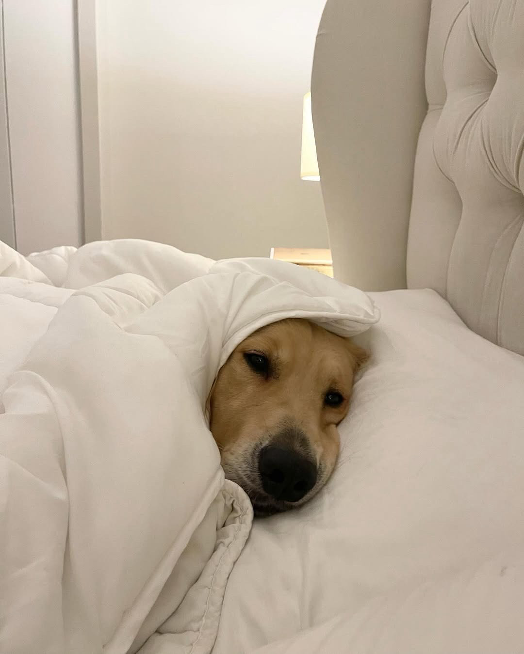 a golden retriever is laying in a bed with the white comforter wrapped around his head like a hood, so only his face is visible. he looks exhausted. please leave him be for at least 3 business days.