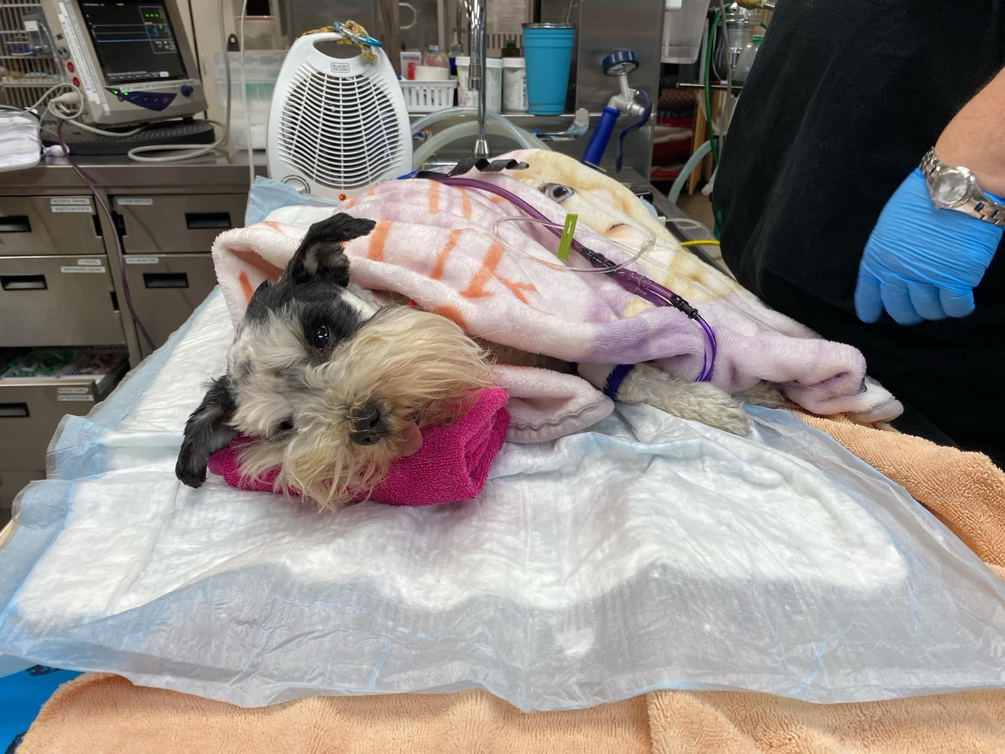 a white schnauzer with black ears lays on an exam table covered in a fleece blanket. an I.V. tube runs along the top of the blanket. her little tongue hangs out of her mouth slightly.