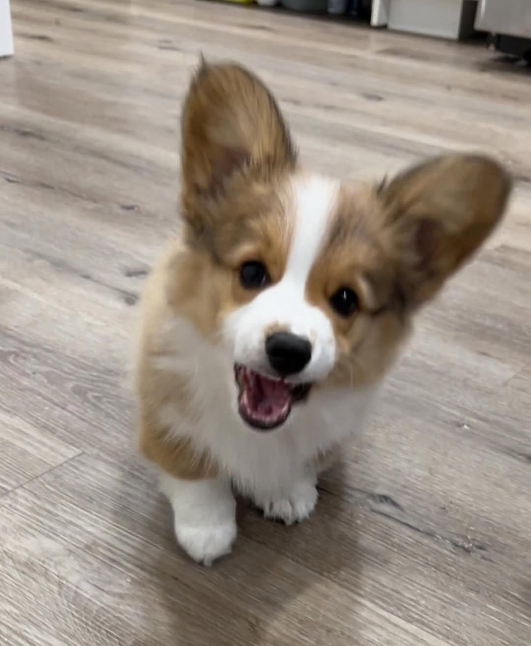 oh you’re in real trouble now. the magnificent ears have gotten involved, deployed to full mast, and she’s looking intensely at you and still yelling.