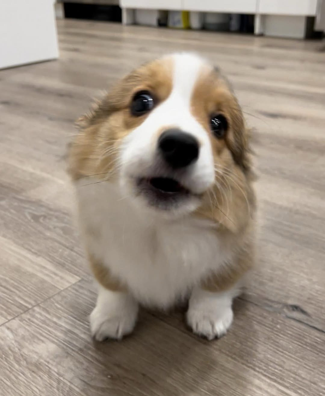 a little fluffy corgi pup sits on a grayish hardwood floor and looks prepared to boof at you, with her lips curled in just a smidge. her ears are all the way back, so her noggin just looks like a little smooth egg.