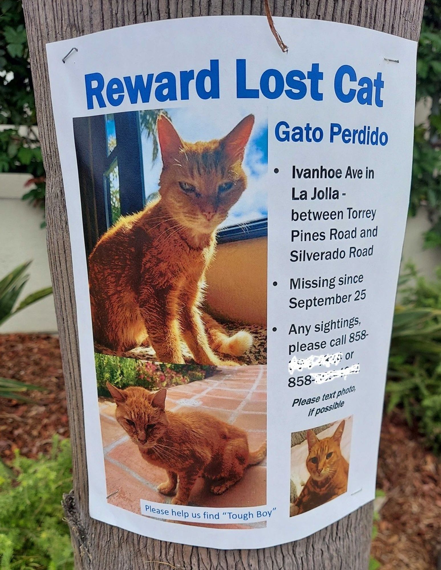 Poster reading "Reward Lost Cat/Gato Perdido/Ivanhoe Ave in La Jolla/Missing since September 25." Phone numbers are obscured. Pictures of skinny orange tabby