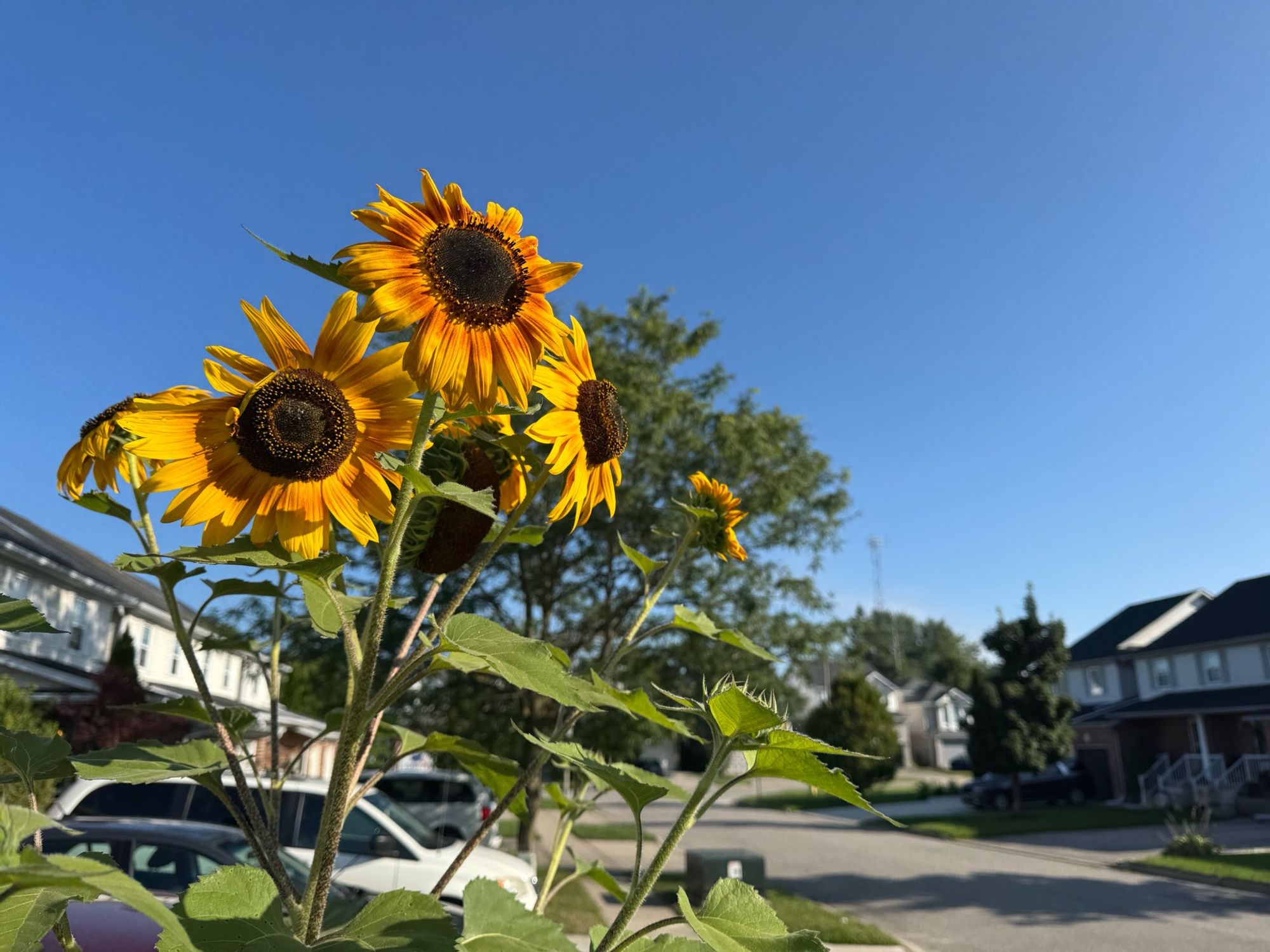 More sunflowers