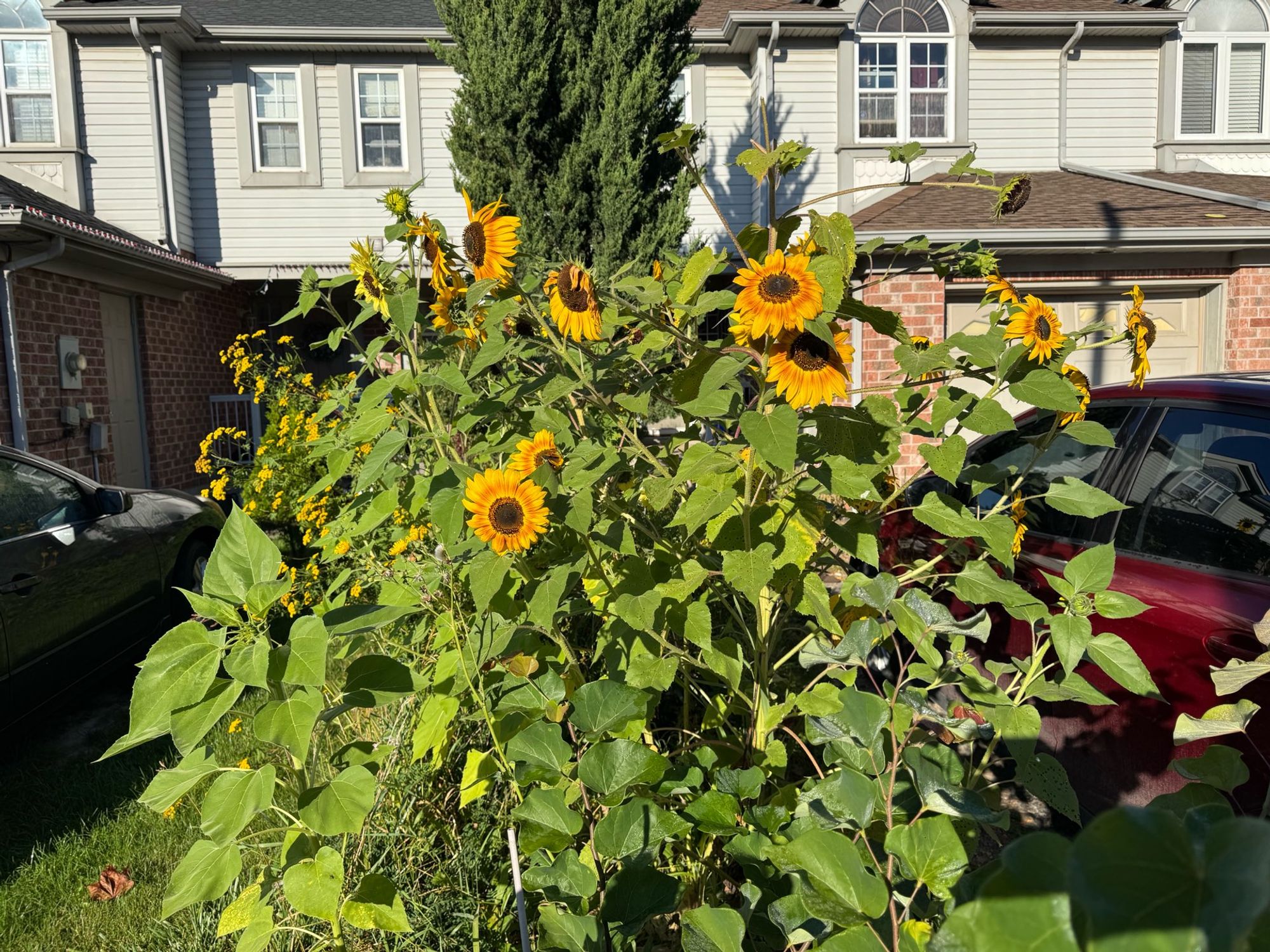 A bunch of sunflowers