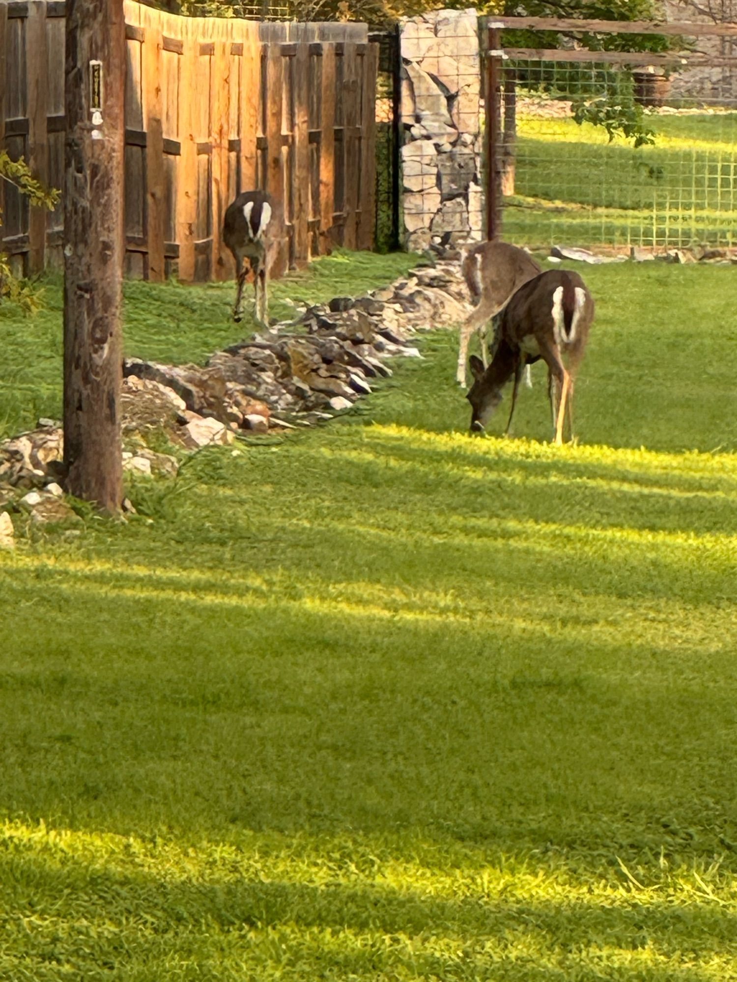 Lots of deer grazing a #Texas lawn