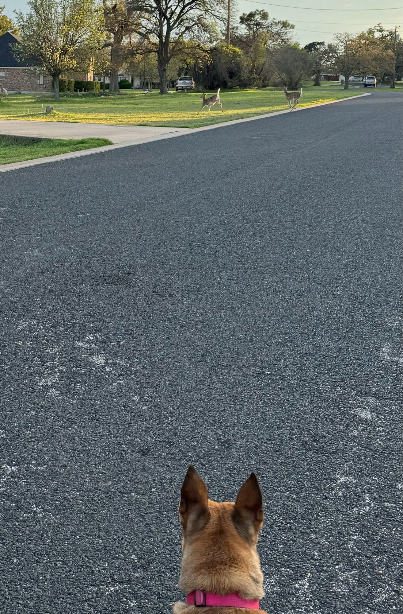 Dog staring at deer grazing across the road