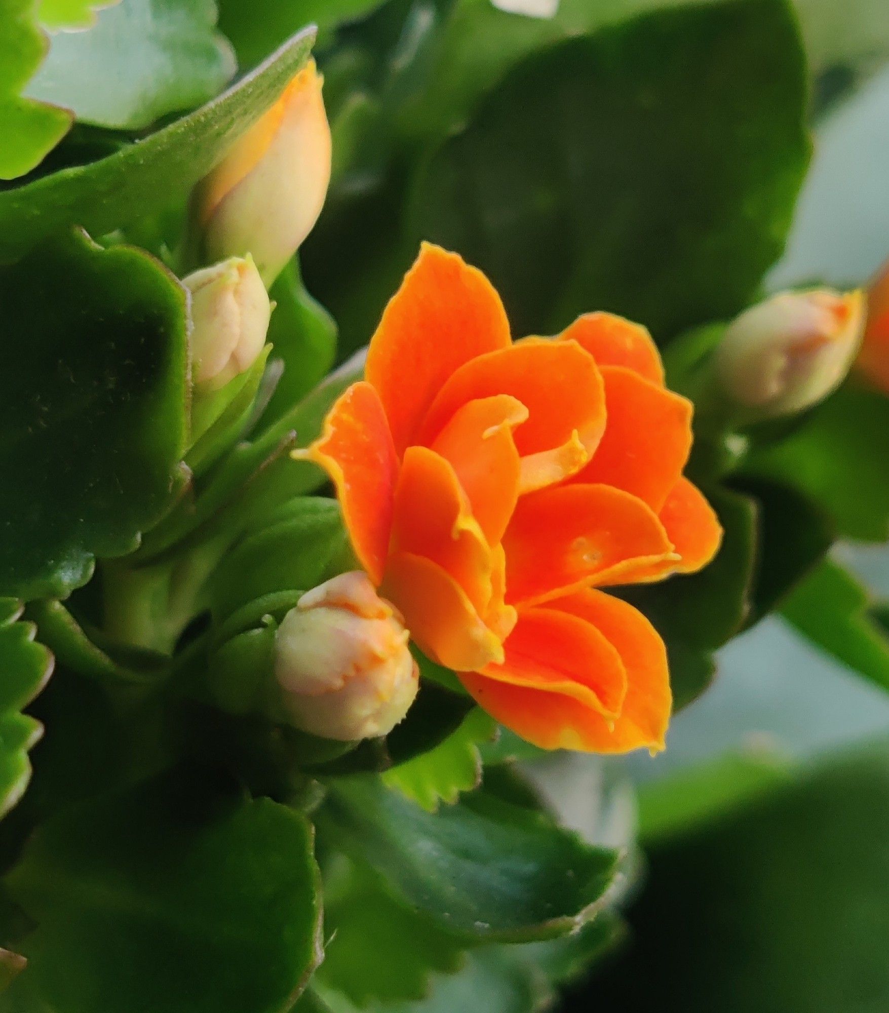 A bright orange bloom on a Kalanchoe plant.