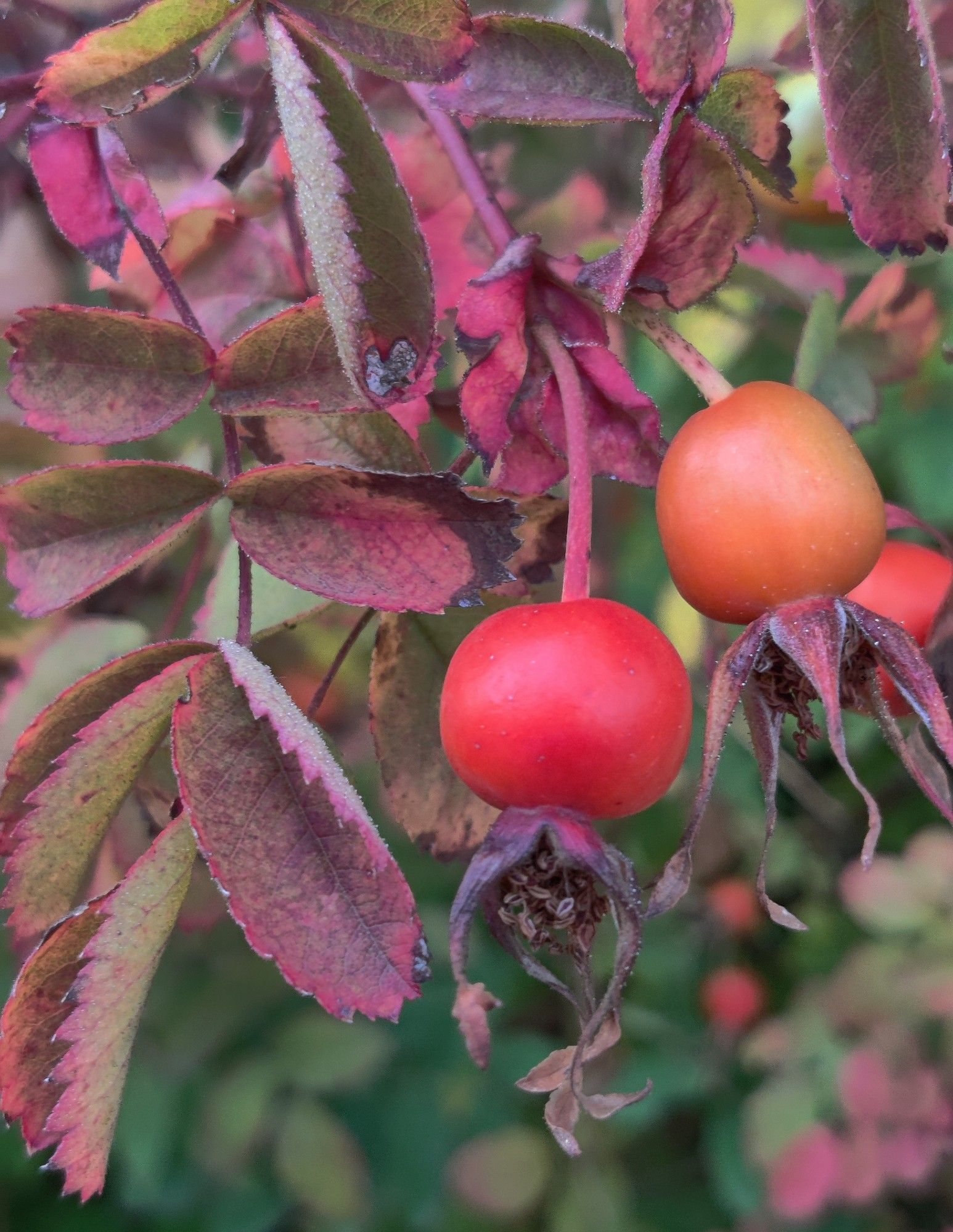 Two rosehips, one orange and one red, among leaves turning red and pink.