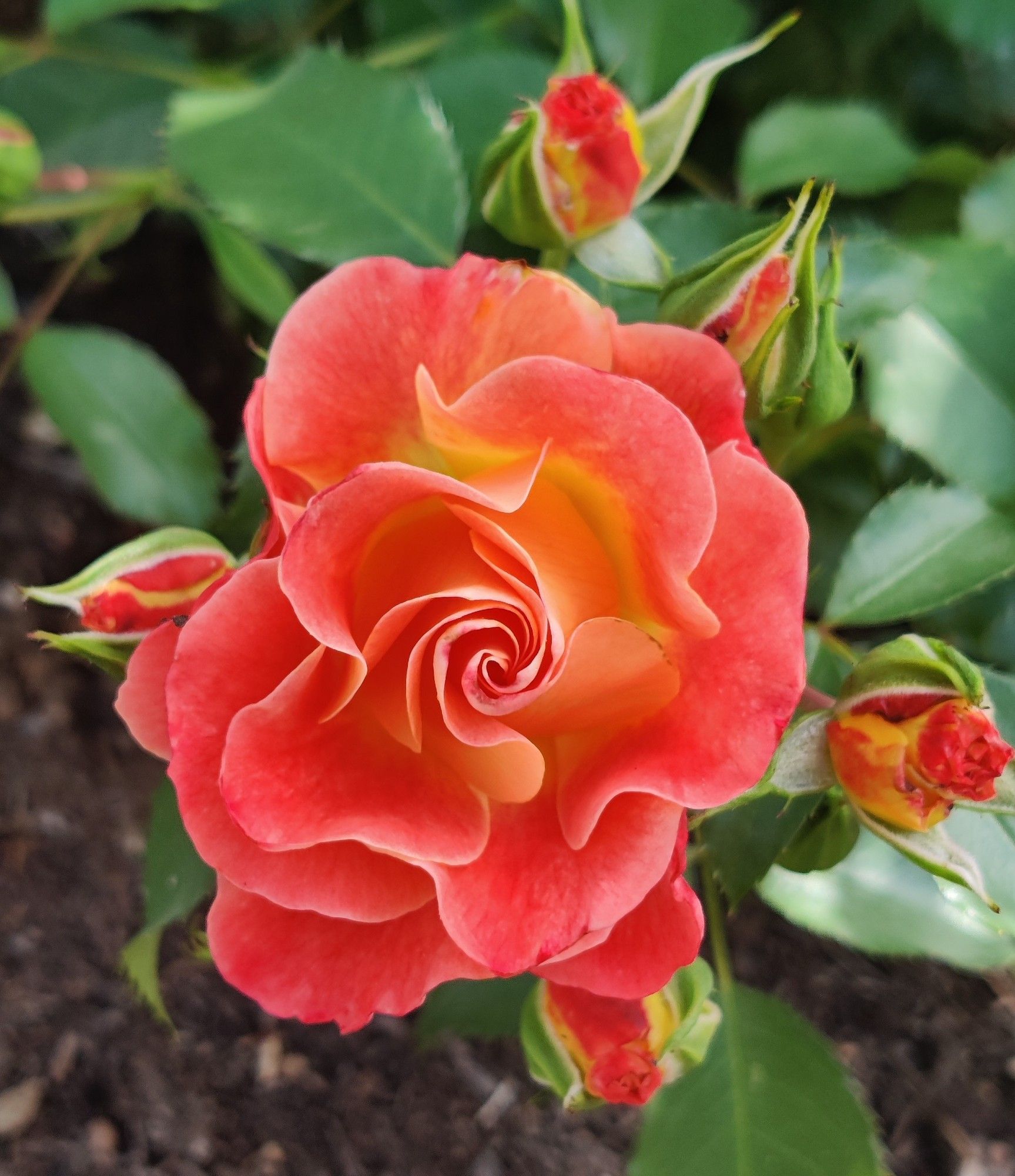 A rose in bloom surrounded by a few unopened buds and green leaves. The color of the rose is a swirl of yellow, peach and coral.