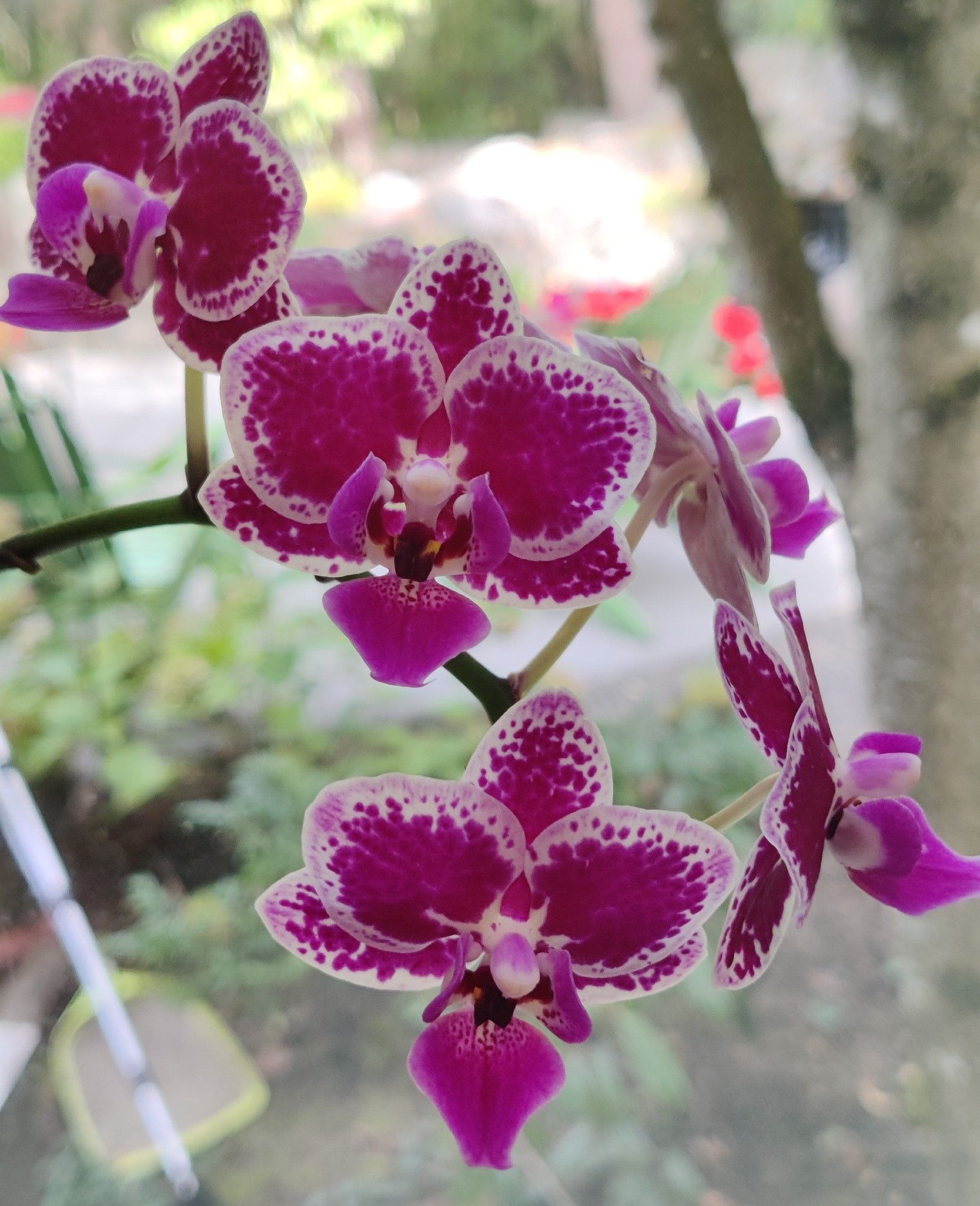 A stem with several orchid flowers. The flowers are a deep purple that becomes speckled purple against white along the outside edges.