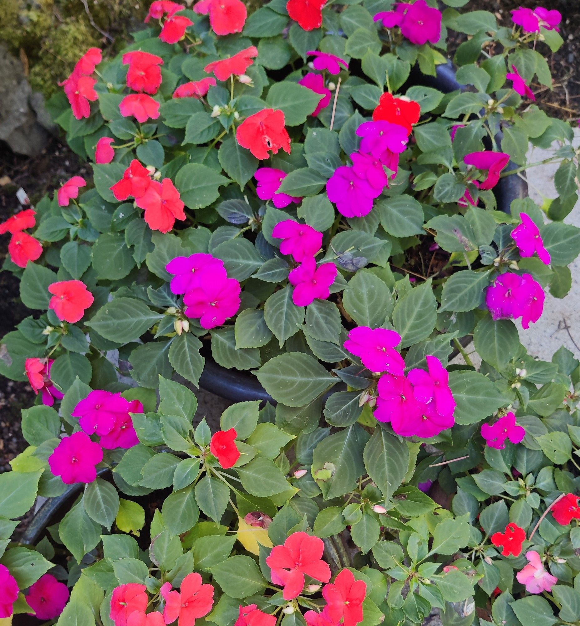 Purple and red impatiens bloom in outdoor pots.  The pots are mostly covered by the dense growth of the  flowers and leaves.