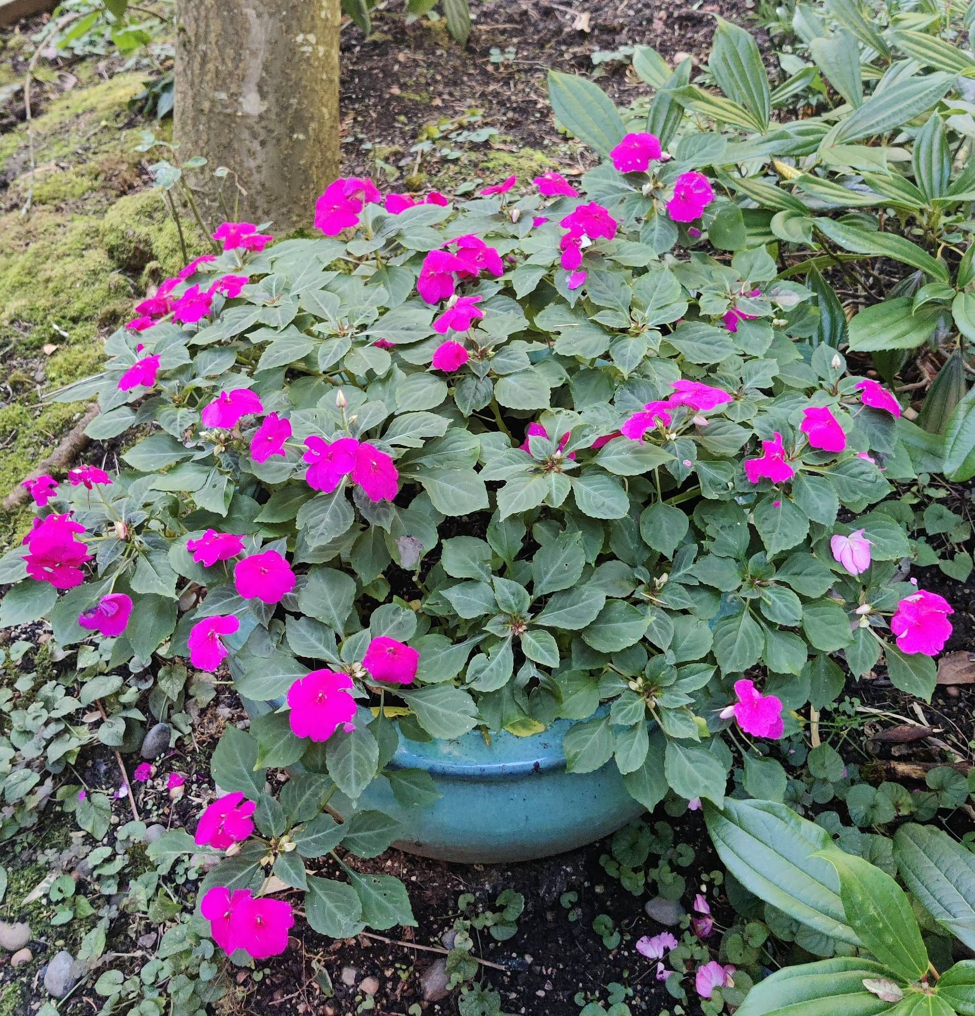 A woodsy garden where purple impatiens bloom in a large blue pot.