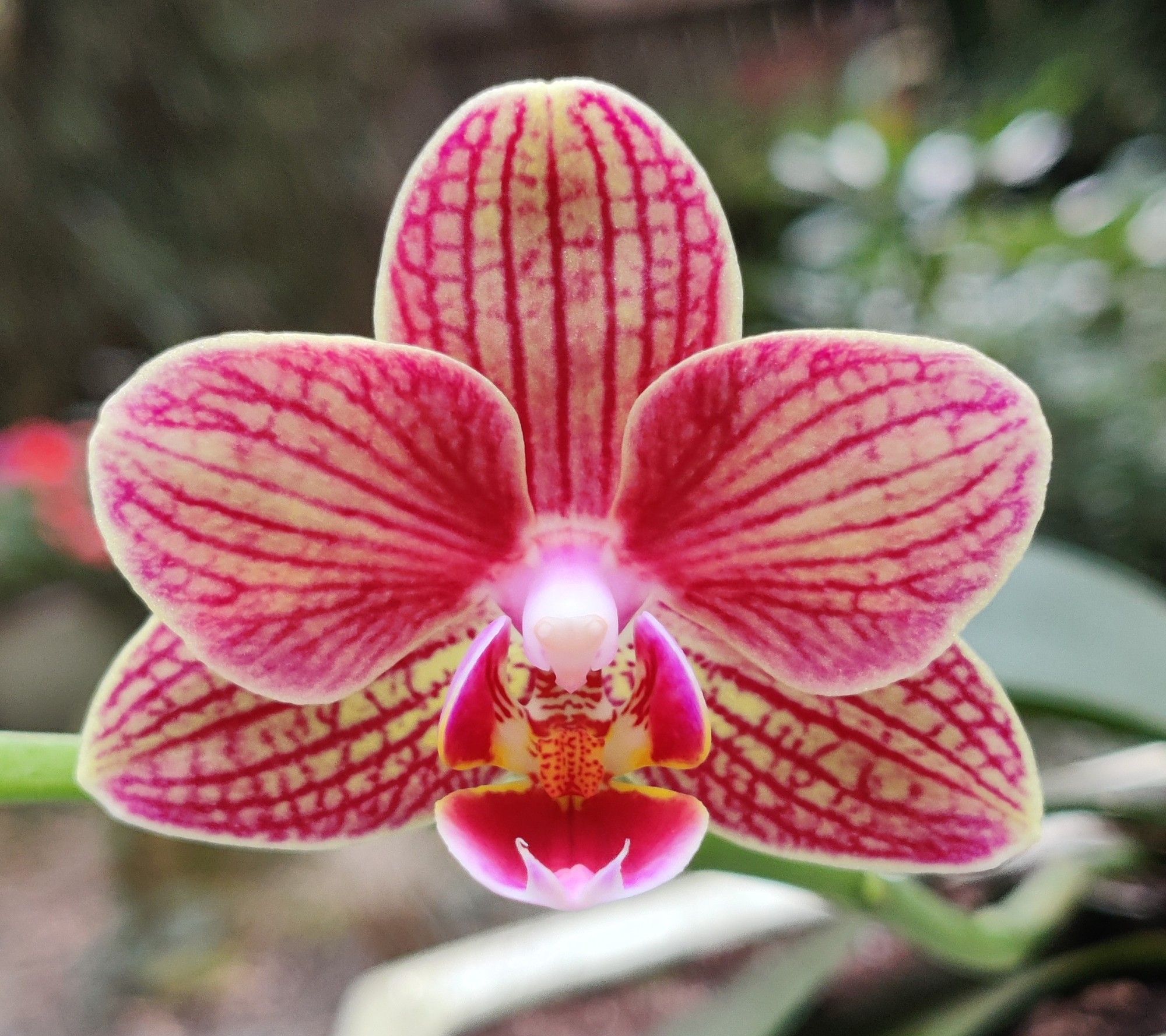 Phalaenopsis (Moth) Orchid. Cream color with purple stripes.