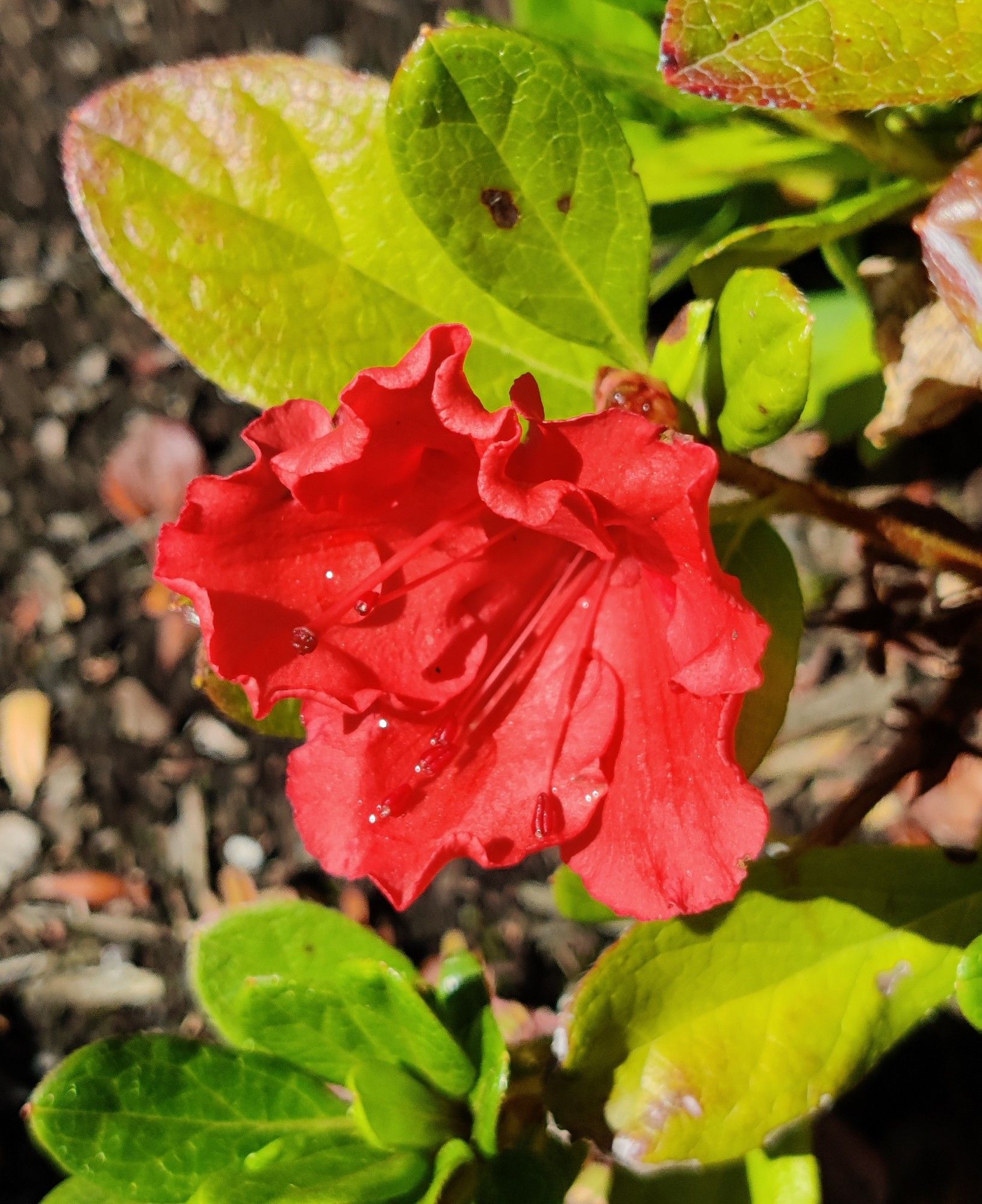 A red azalea bloom among leaves that are beginning to show Fall colors.