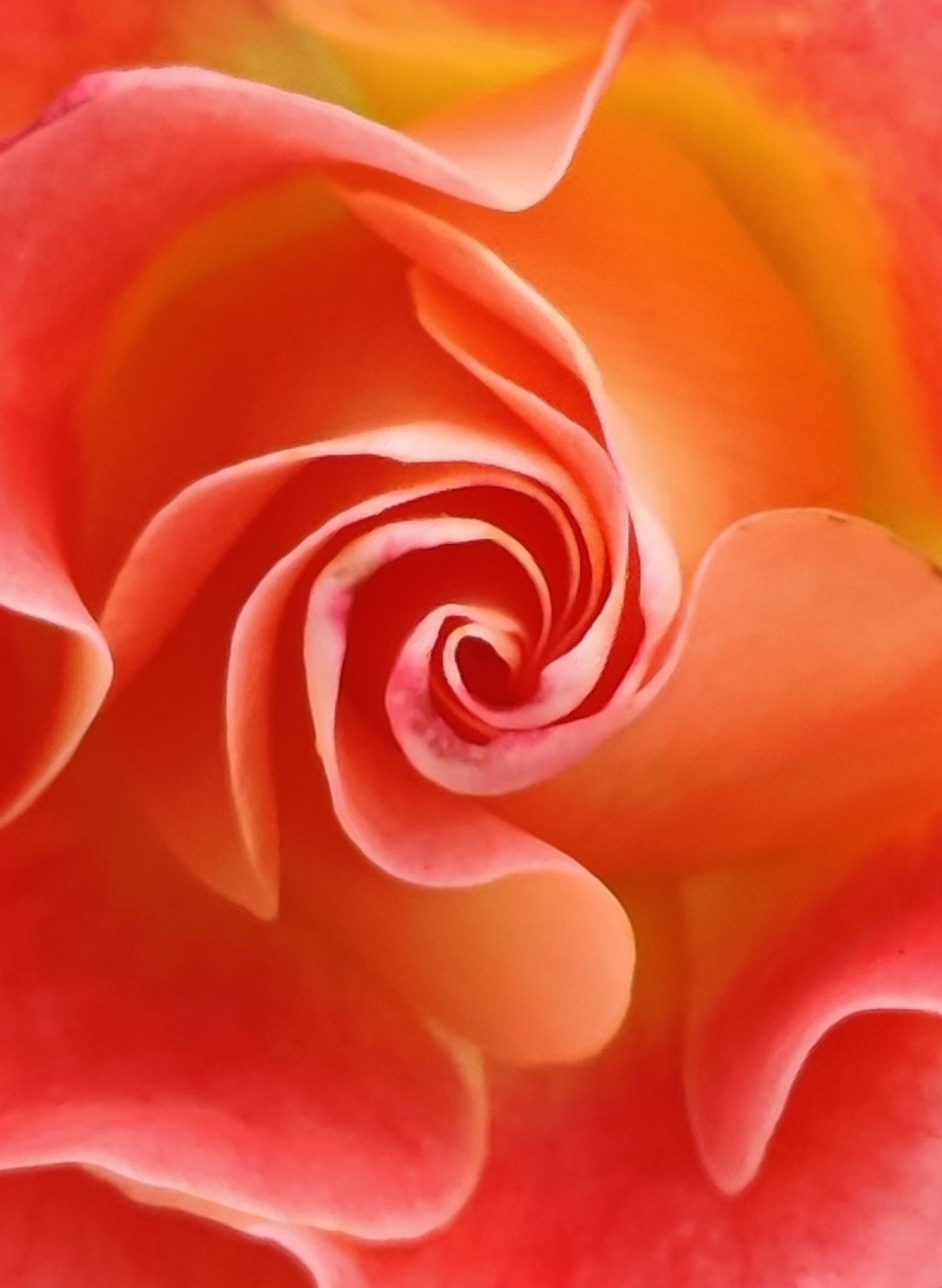 Close-up picture of a rose with pink, peach and gold coloring. The petals swirl outward from the center.