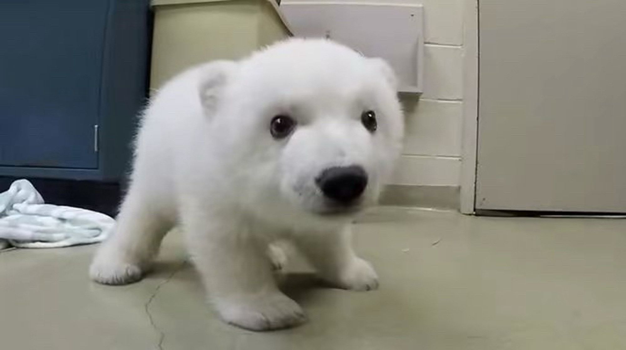 baby polar bear