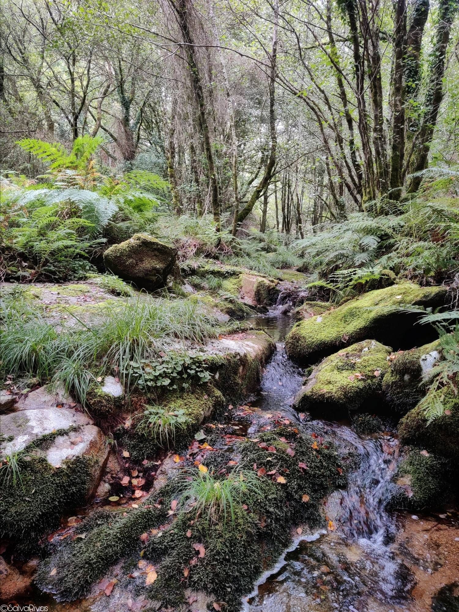 zen zone Calm, peace, tranquility 🌿🍂 🕯️☯️🦉.