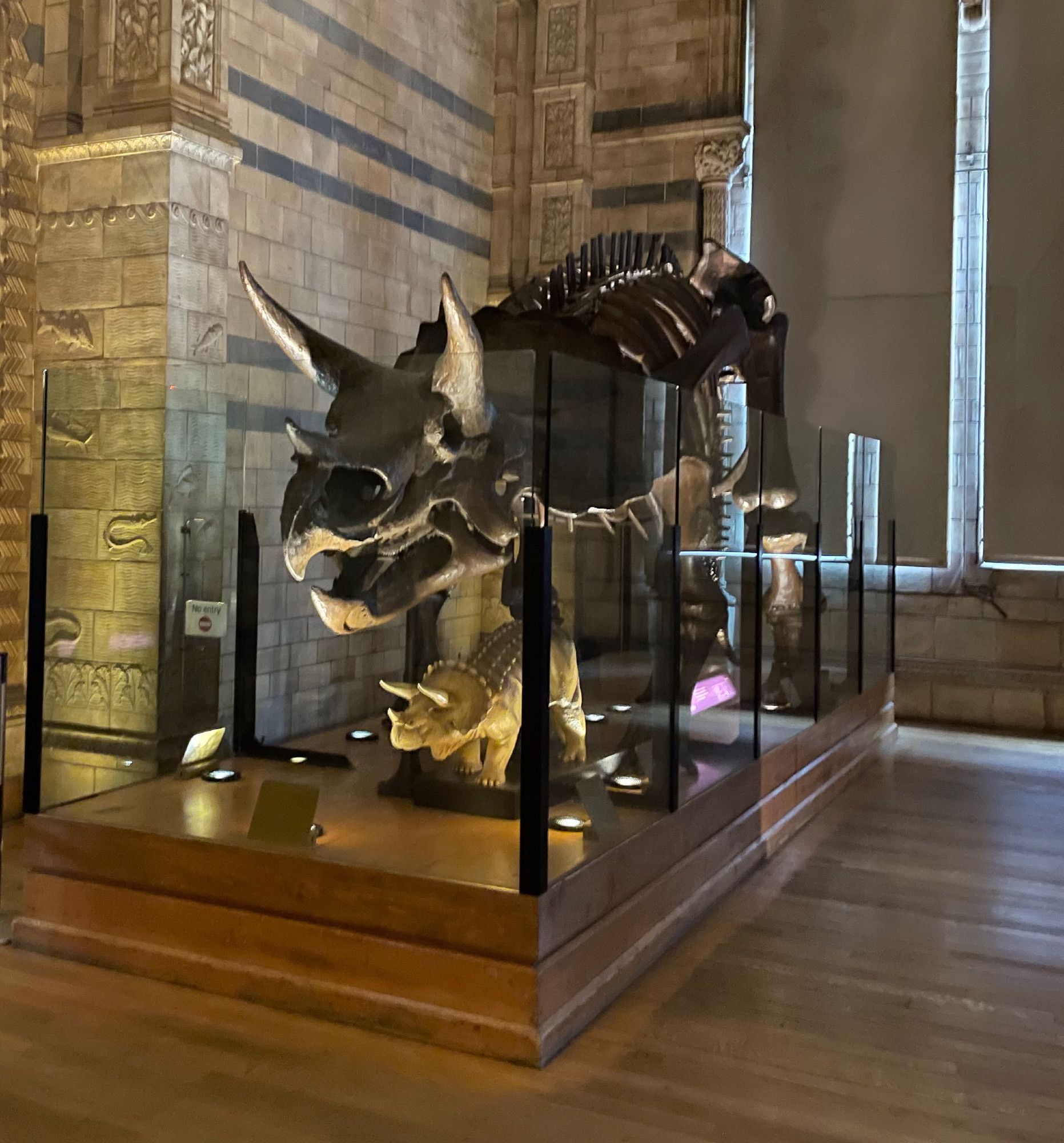 A big triceratops skeleton stands over a model of a baby triceratops