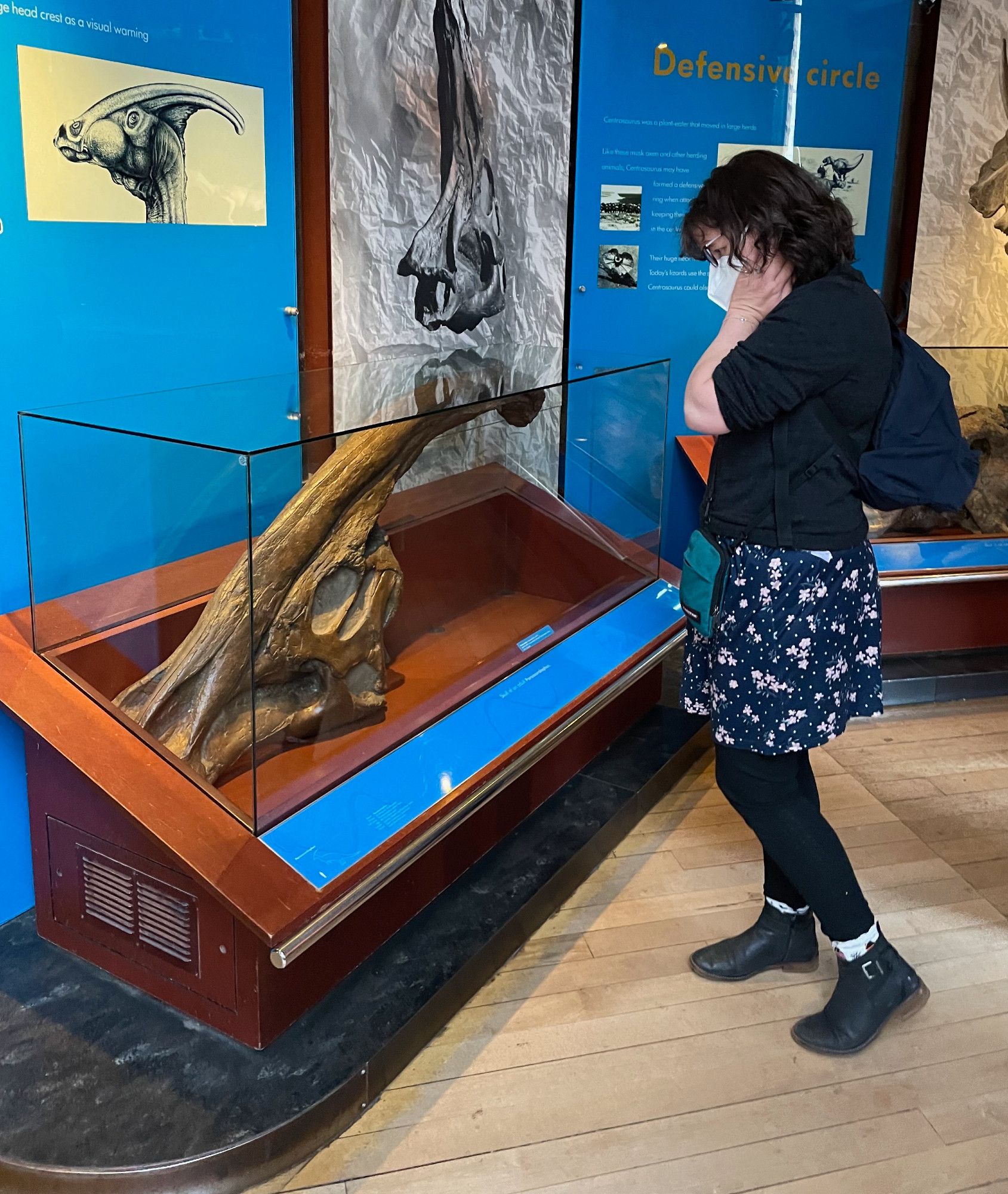 Steph looks at a parasaurolophus skull