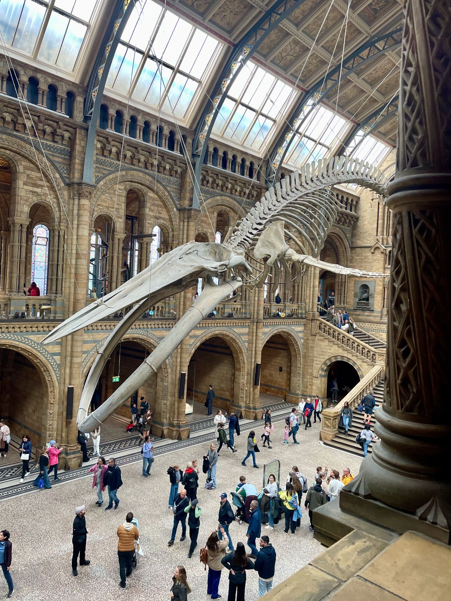 A giant blue whale skeleton hangs over the main court of the museum