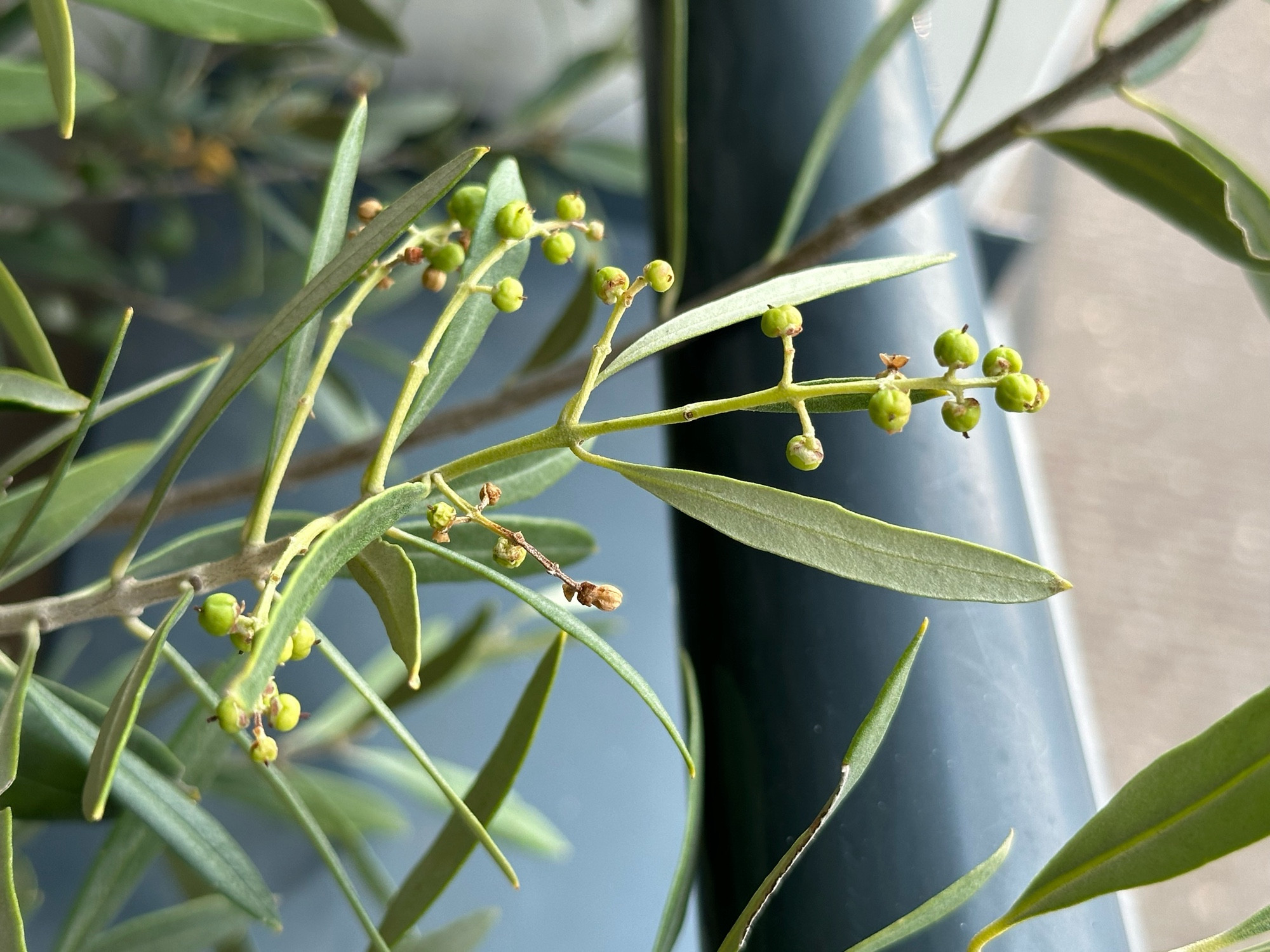 Olive tree with tiny olives