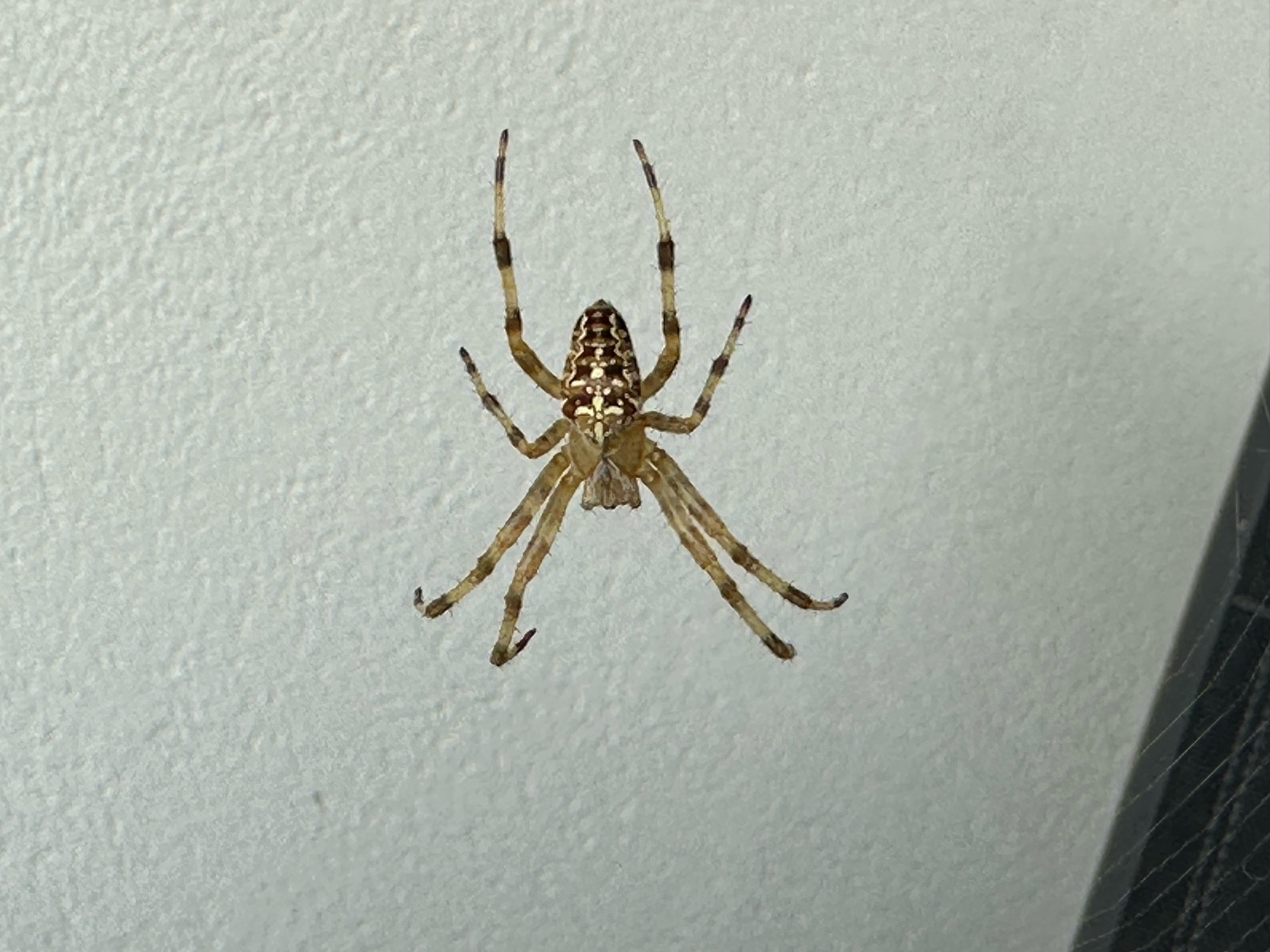 European garden spider