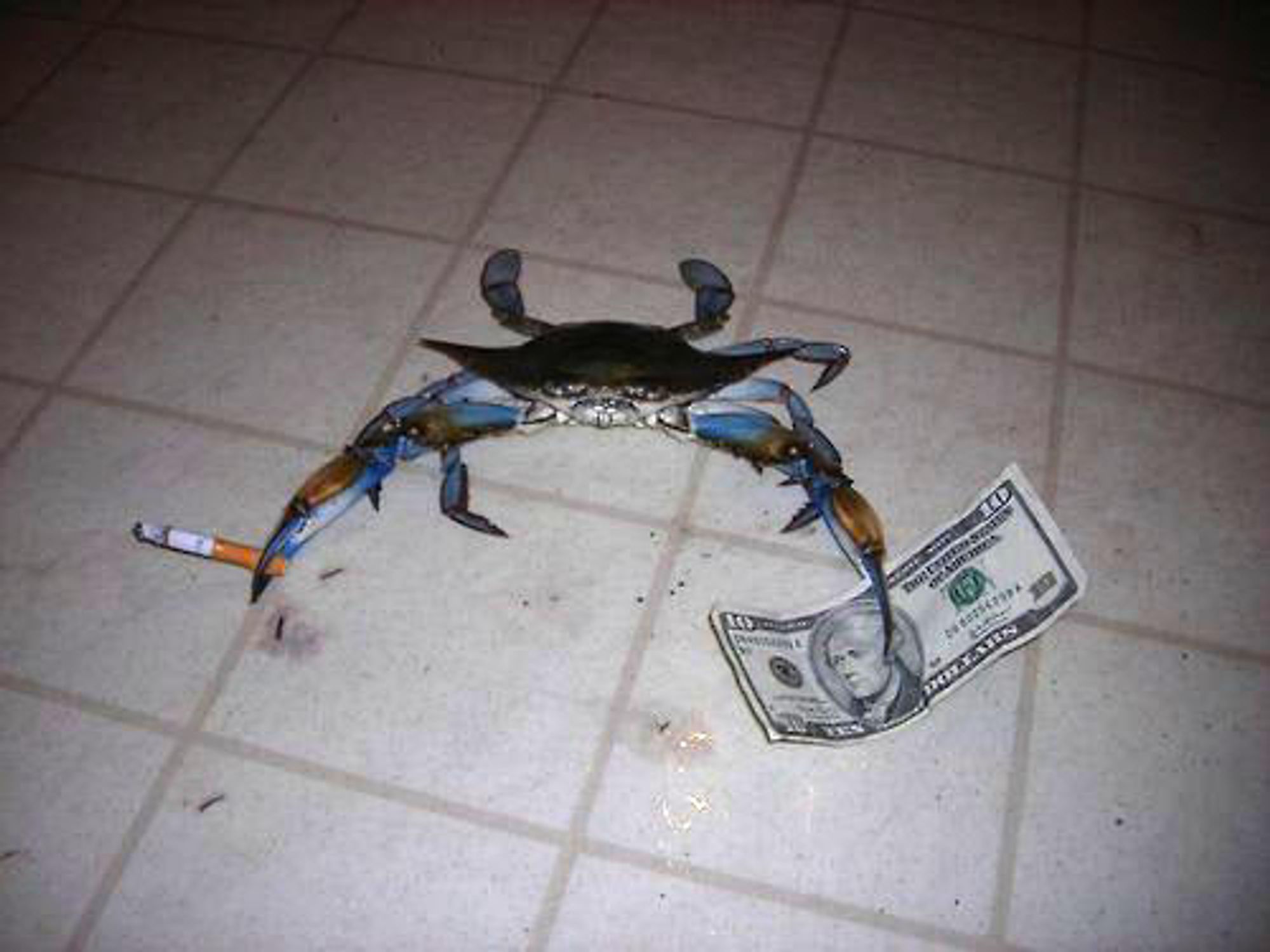 Callinecetes sapidus with a half-burnt cig in one claw and a Jackson in the other