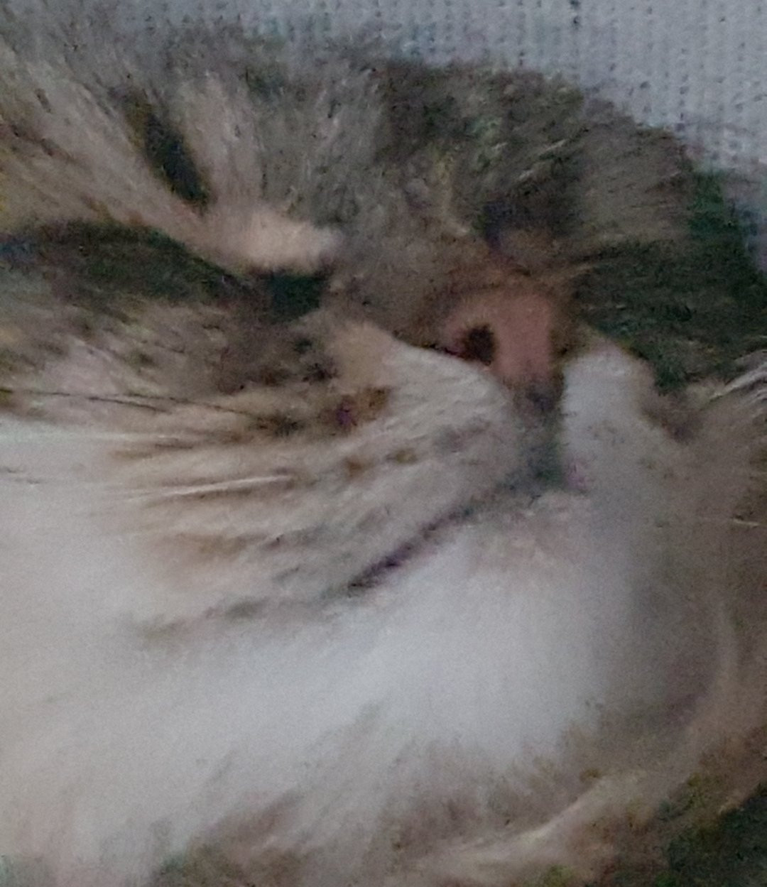 my cat, asleep