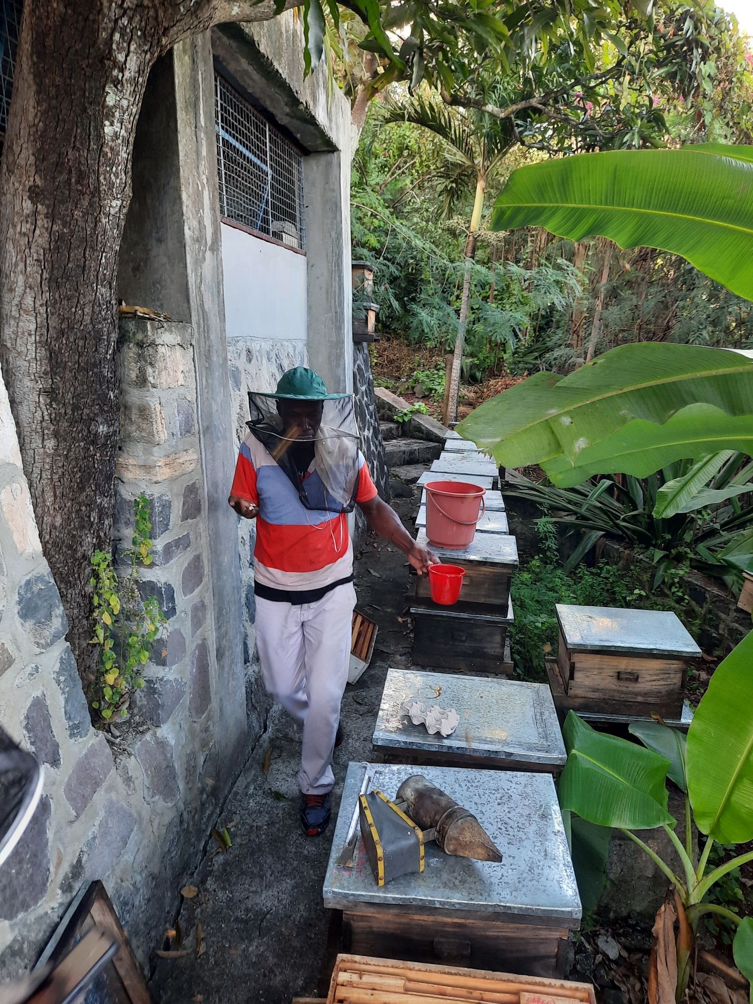 Eric, our Care-Co beekeeper, feeding hives this morning while I was monitoring the condition of each hive.