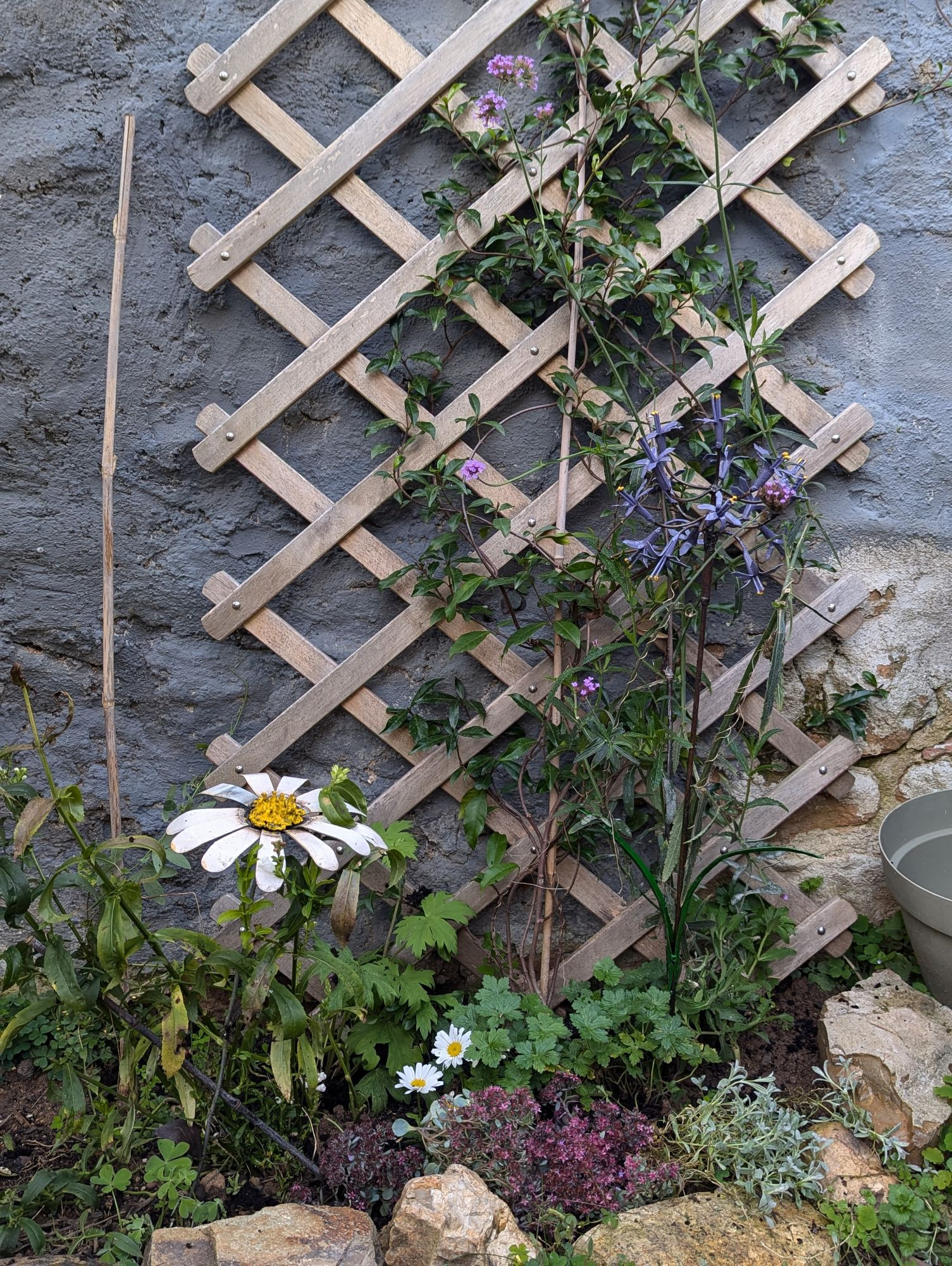 Massif de vivaces de soleil/mi-ombre avec un jasmin étoilé qui grimpe sur un treillis et 2 tuteurs en métal qui représentent une marguerite blanche et un alium violet