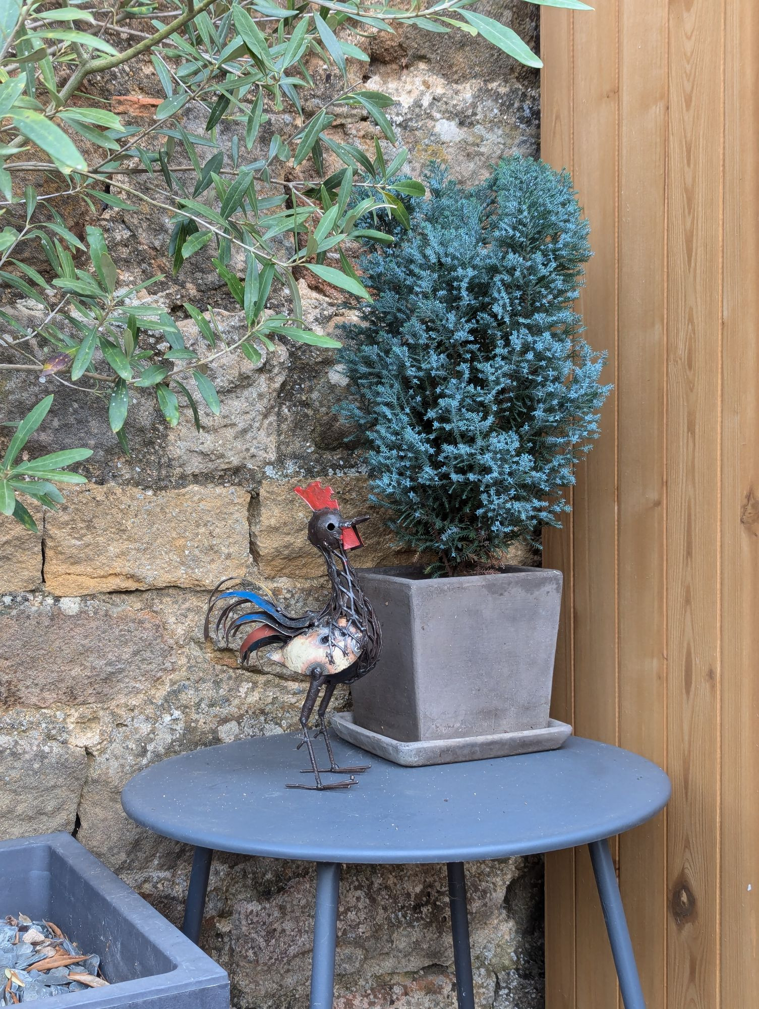 Un coq en métal pose fièrement devant un petit cyprès bleu dans un pot en terre gris