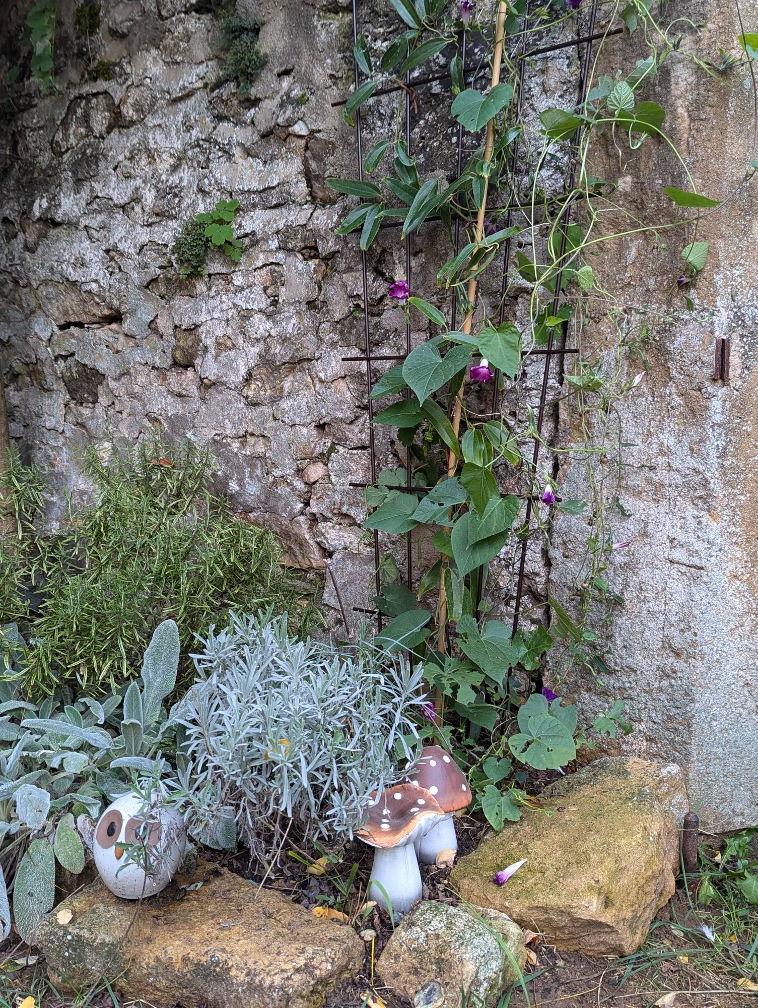 Un petit hibou et deux champignons partiellement cachés dans une lavande. Au fond une clématite persistante et un volubilis grimpent sur un treillis en métal marron