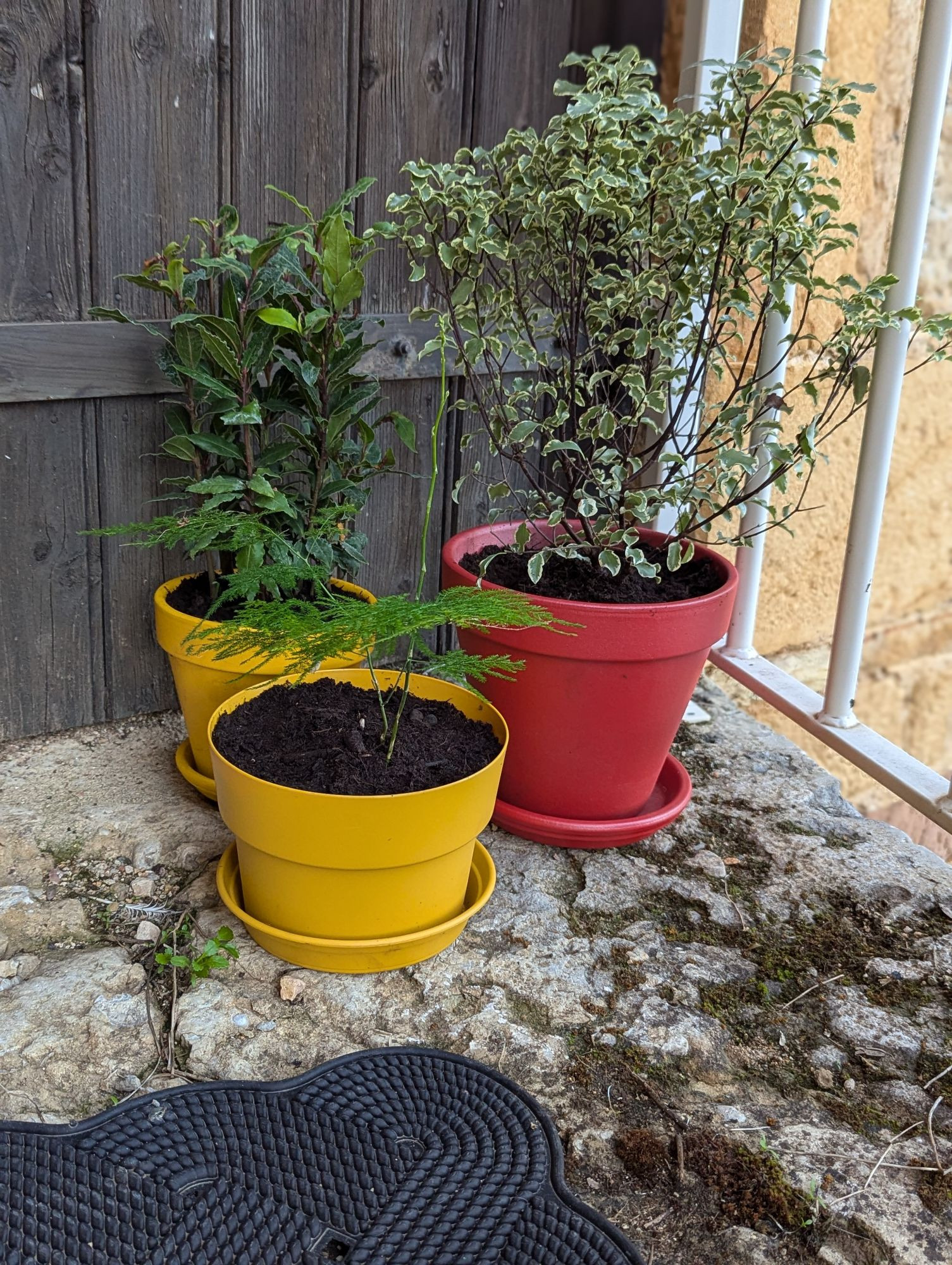 Laurier sauce, pittosporum, asparagus dans des pots jaunes et grenat