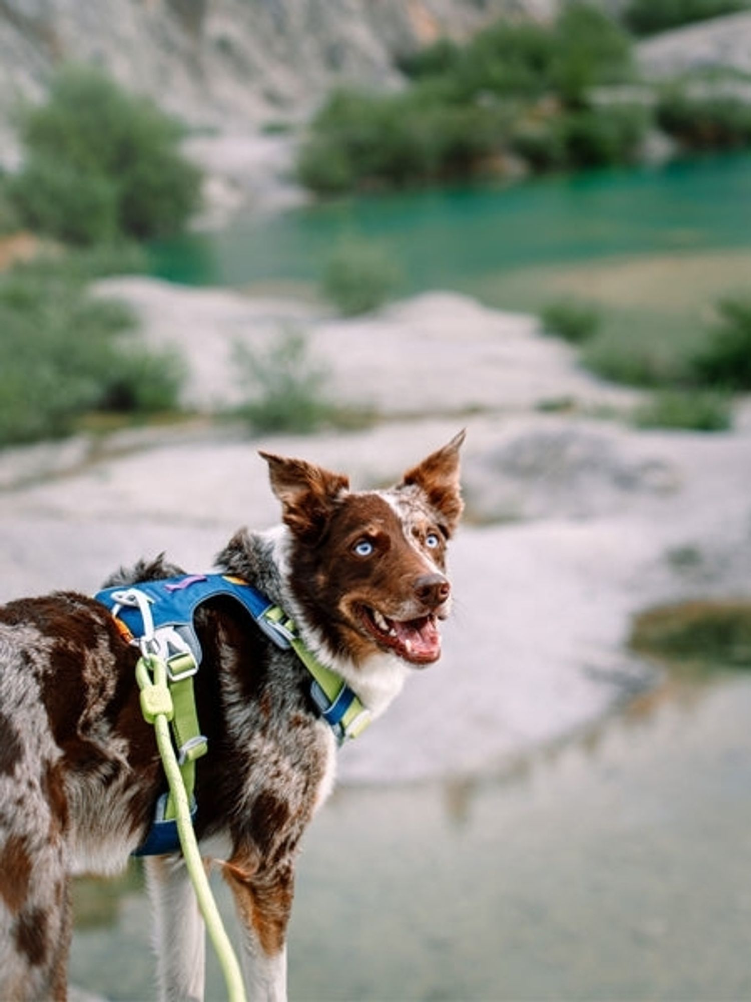 Photo du harnais et de la laisse assortie porté par un superbe chien aux yeux bleus, probablement un border collie rouge merle.