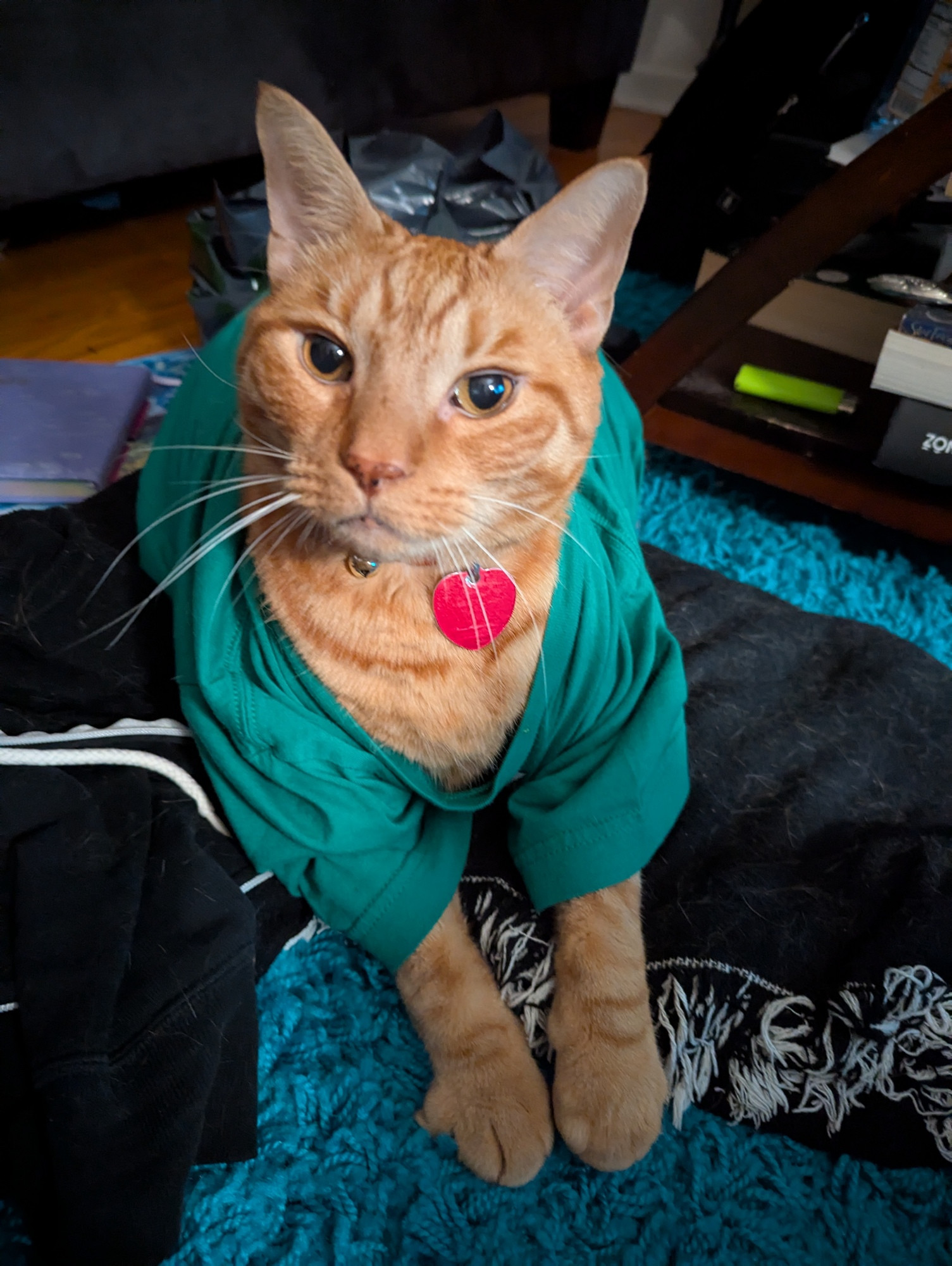 Taco the big orange tabby cat lays with paws in Front of him wearing a green tee shirt. He sits on a black blanket and hoodie. He has amber eyes and looks at the viewer curiously 