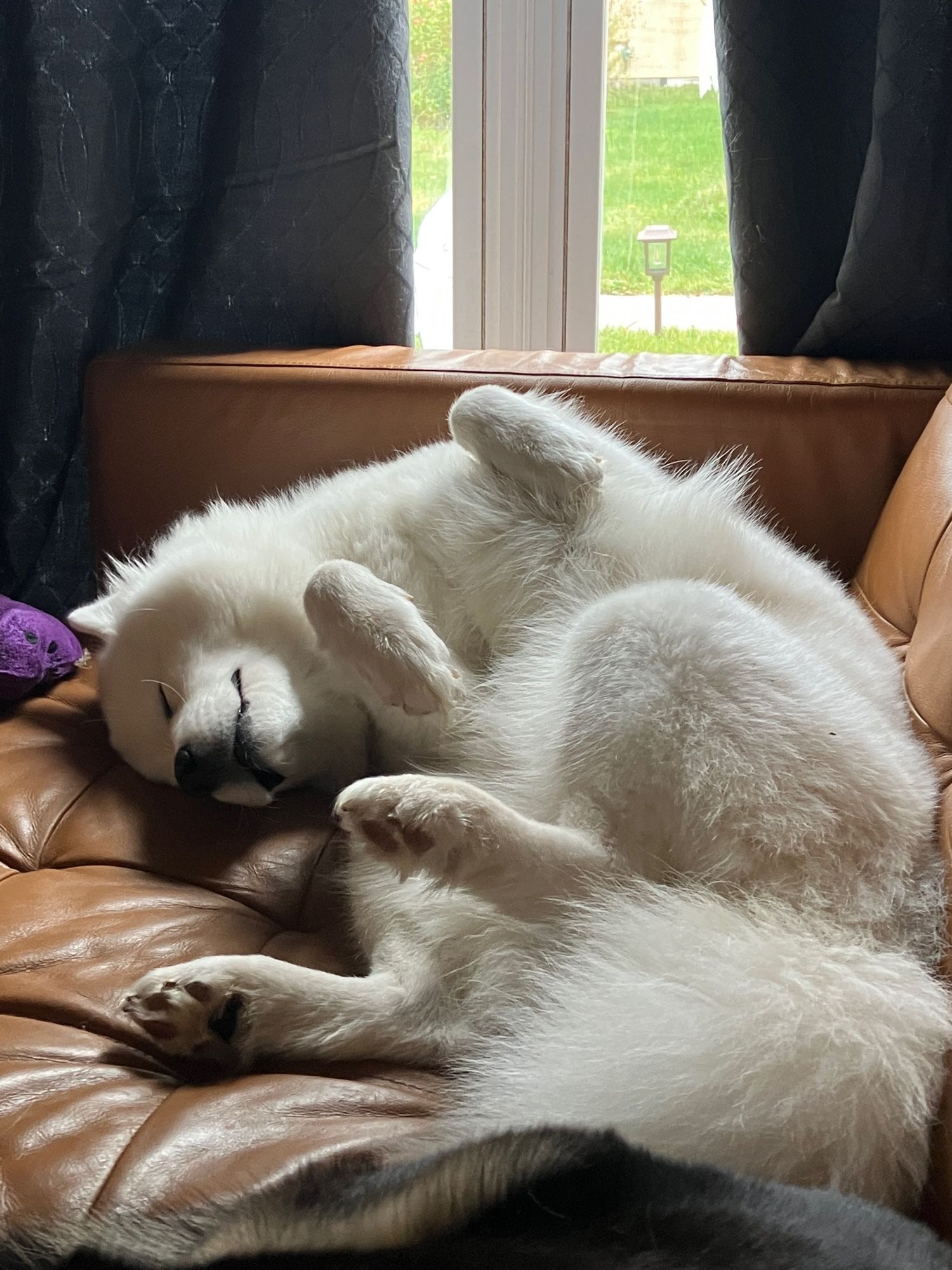 Dog sleeping with T. rex arms