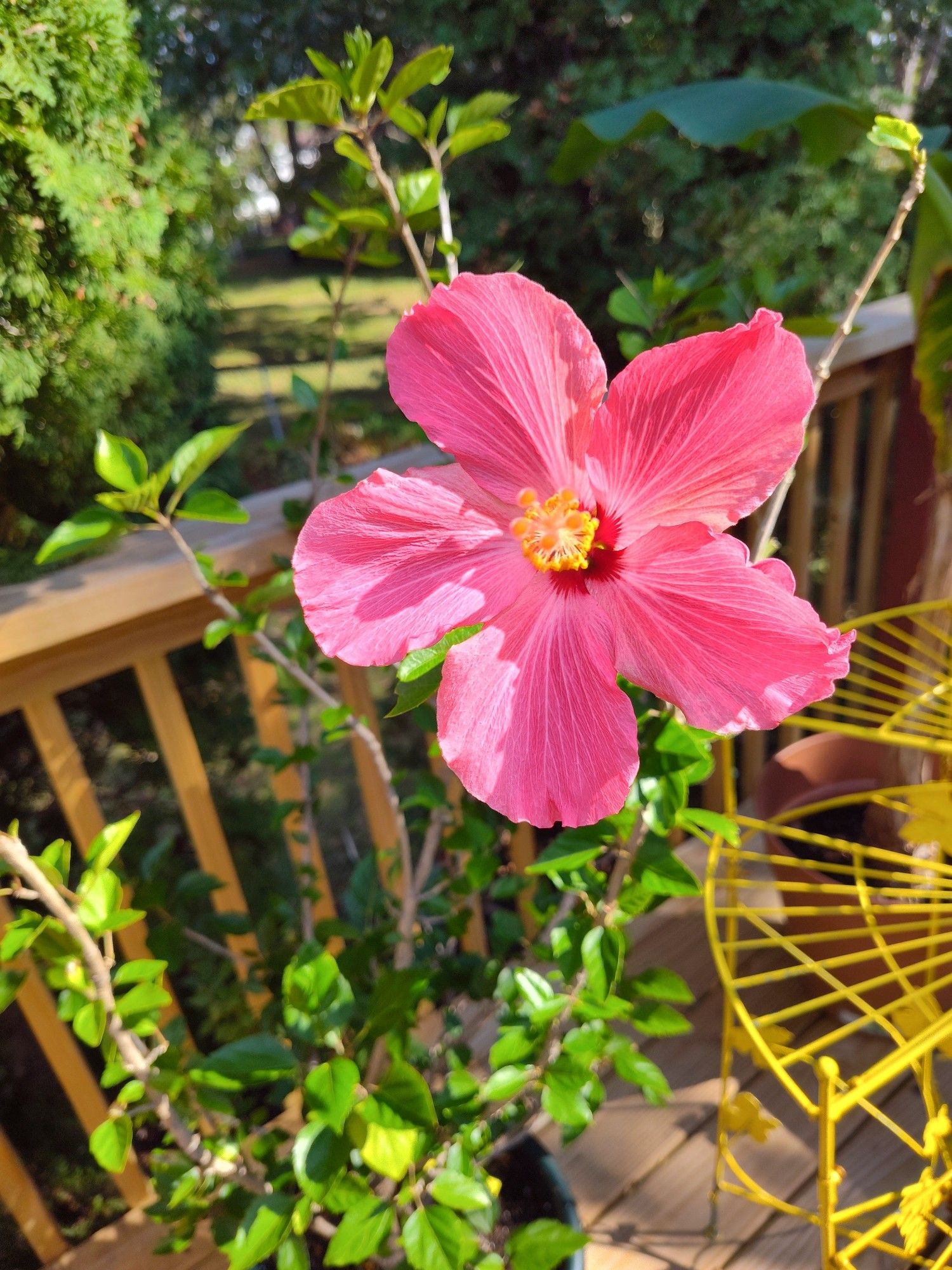 A vibrant pink hibiscus flower on a shrub.