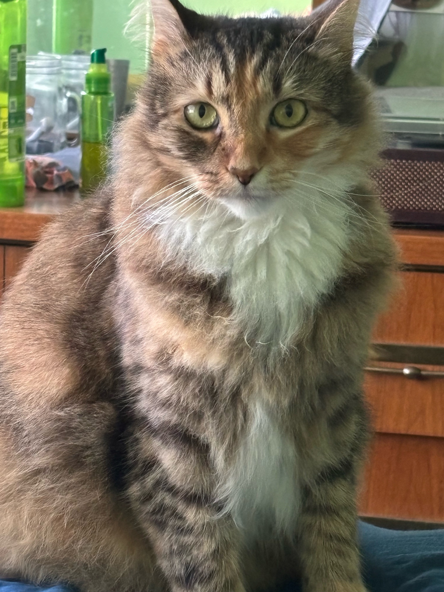 The orange, brown, and white cat sitting up for a picture, she kind of looks like she belongs in an oil painting