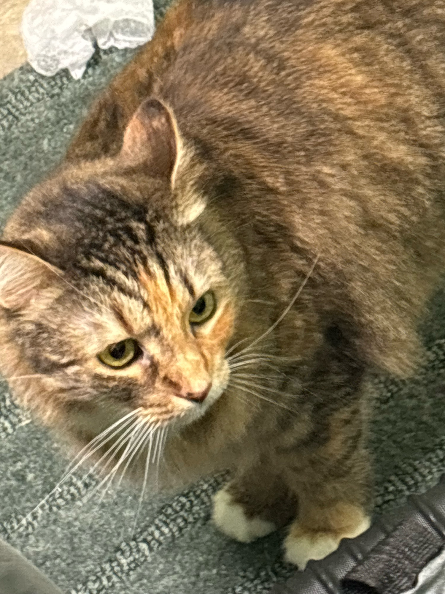 The orange, brown, and white cat is looking off into the distance, her whiskers are very long and prominent 