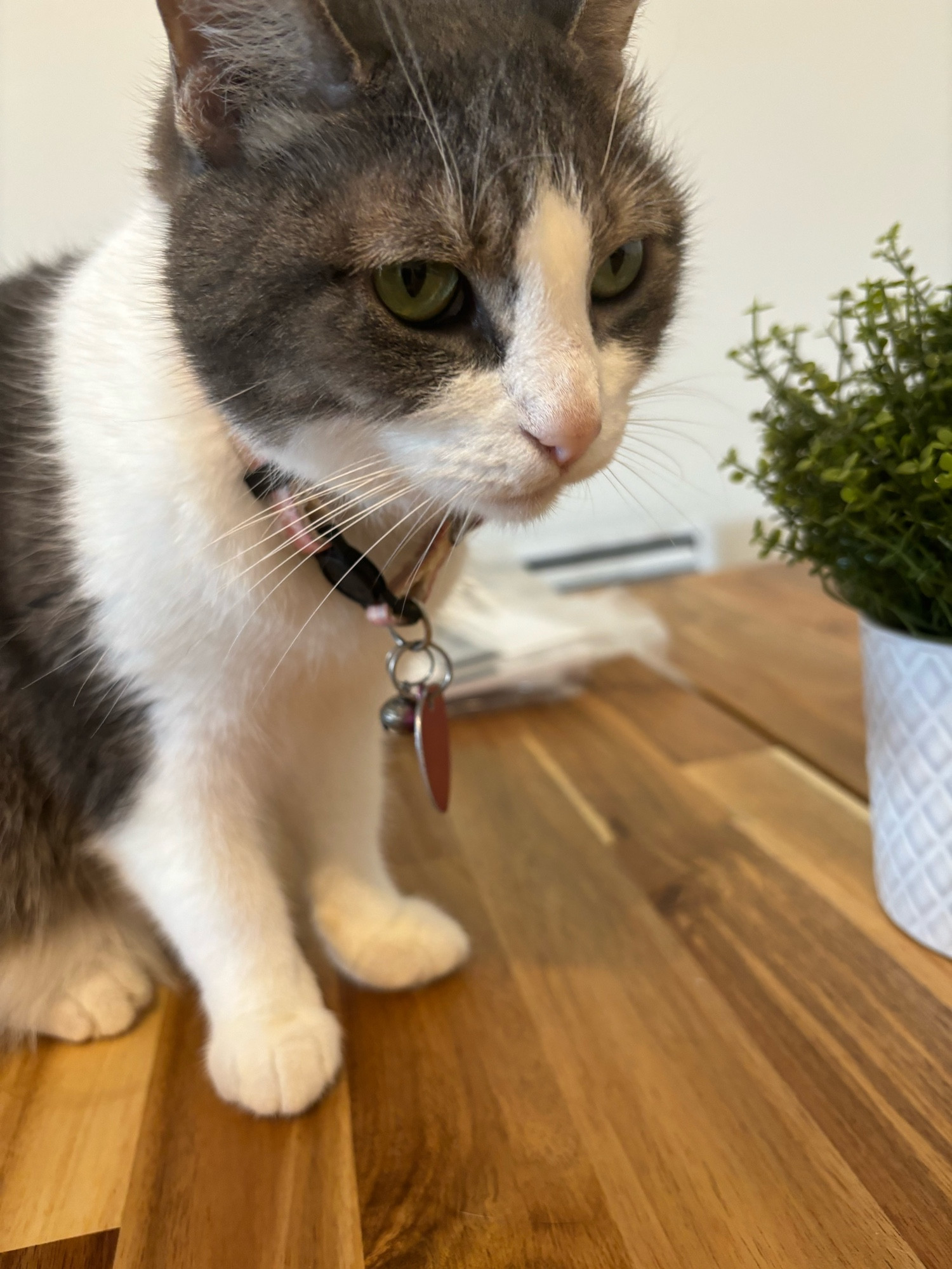 The grey and white cat looking very suspicious, she’s plotting something for sure