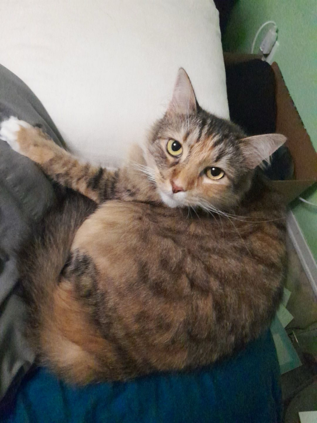 The orange, white, and brown striped cat looks up over her shoulder at the camera, she looks slightly agitated and slightly curious 