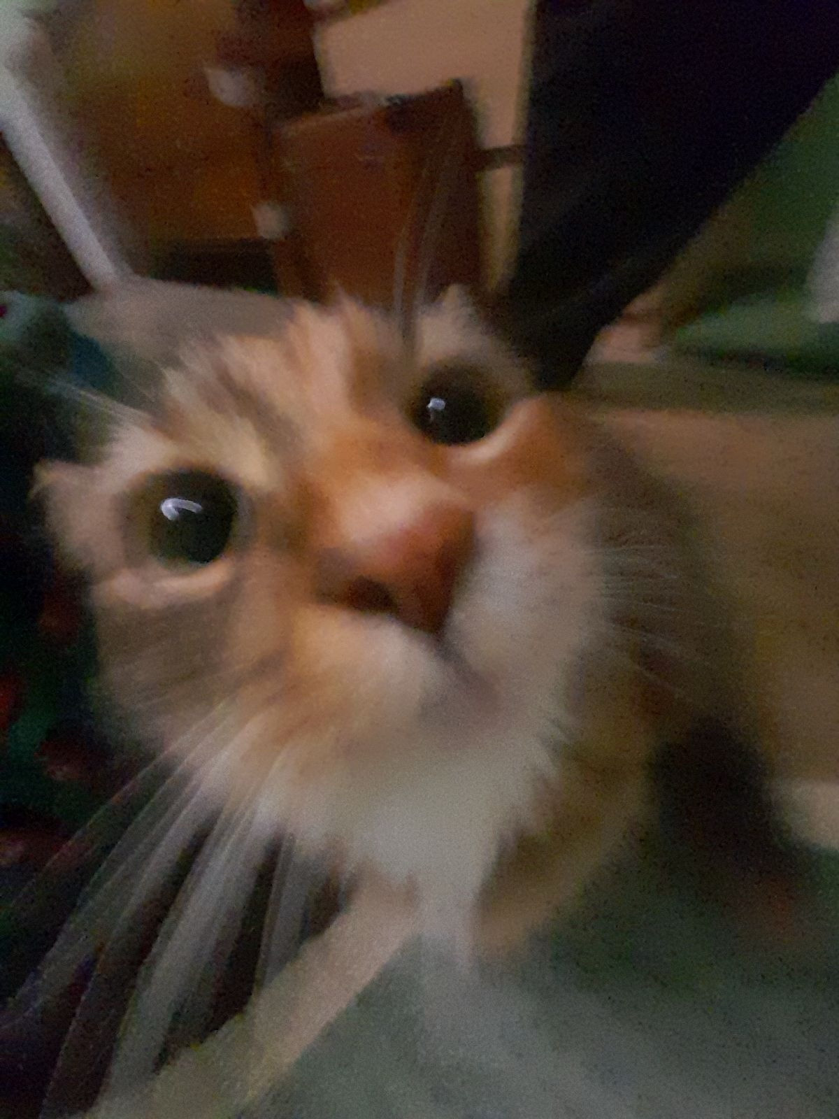 An orange, white, and brown cat sniffs the camera in a bad quality picture