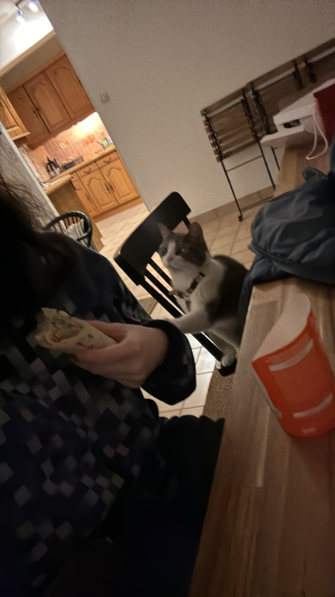 The grey and white cat begging for my food, she has one hand outstretched to me and looks very pathetic